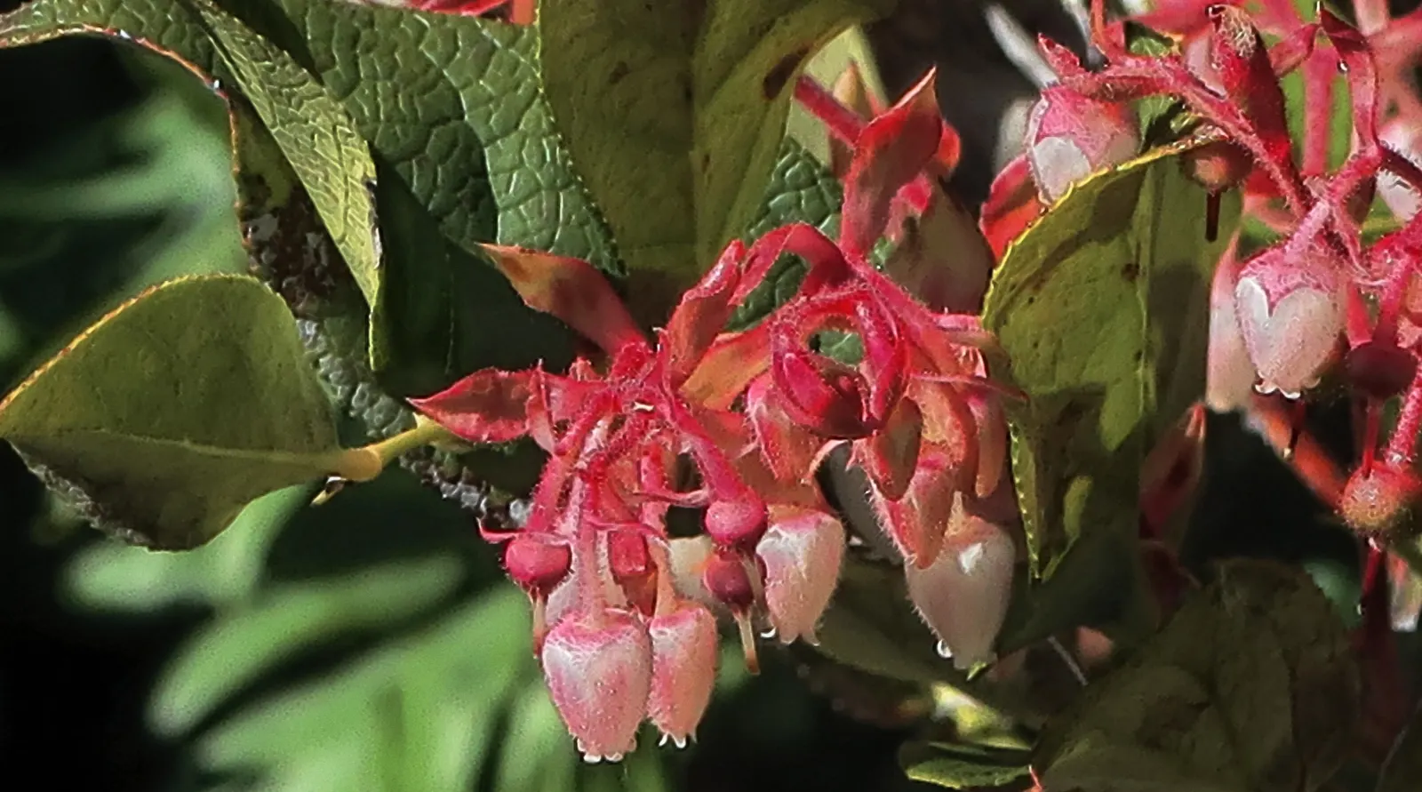 Salal (Gaultheria Shallon) — Salal (Gaultheria shallon) is an evergreen shrub native to the western regions of North America