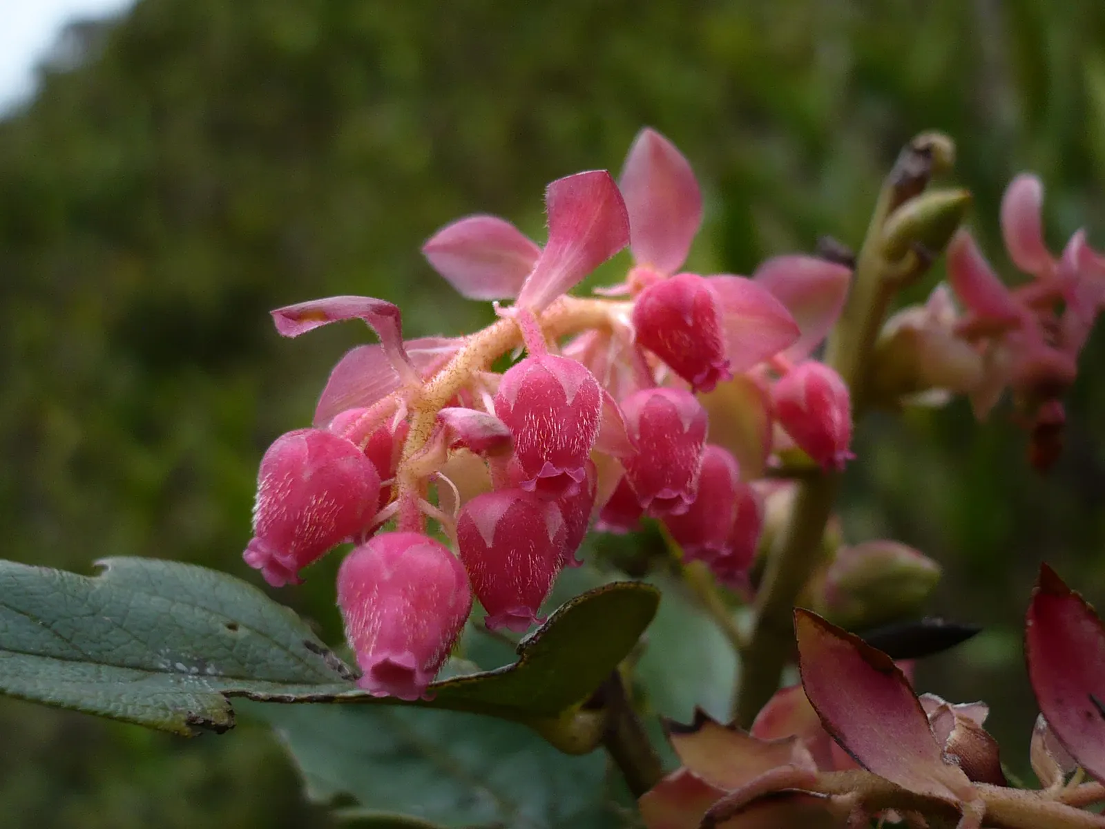 Salal (Gaultheria Shallon) — regional flavor.<br><br>For optimal growth