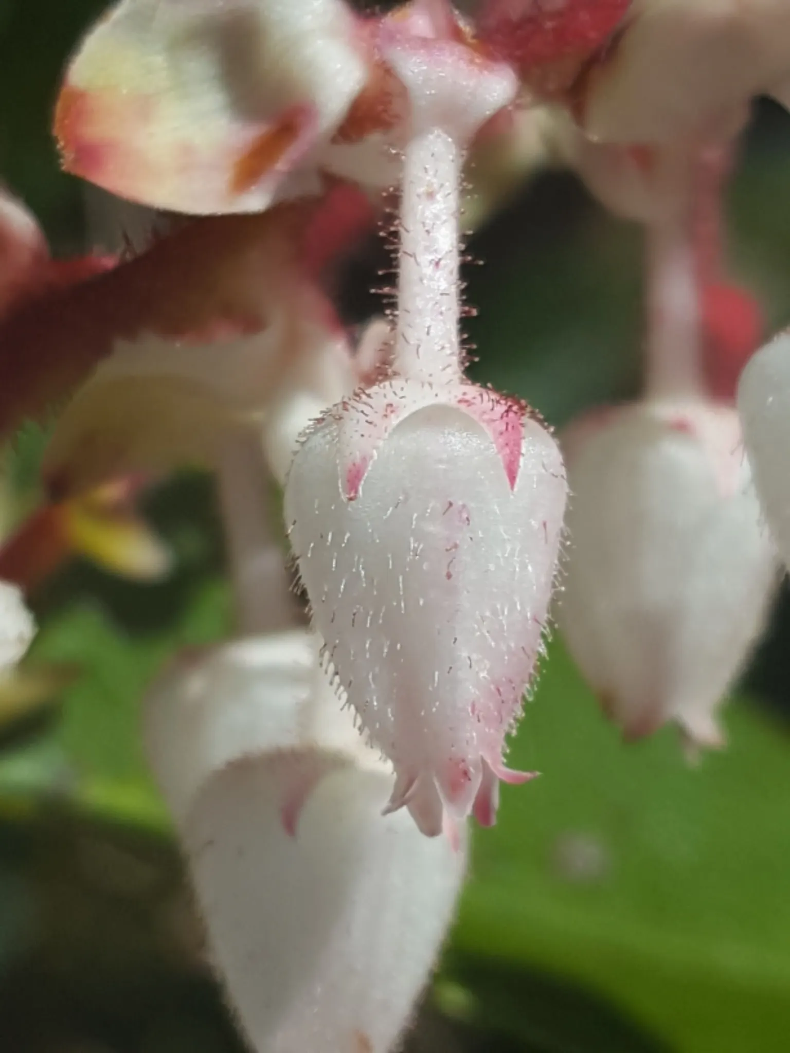Salal (Gaultheria Shallon) — Flourishing in USDA Hardiness Zones 5-9