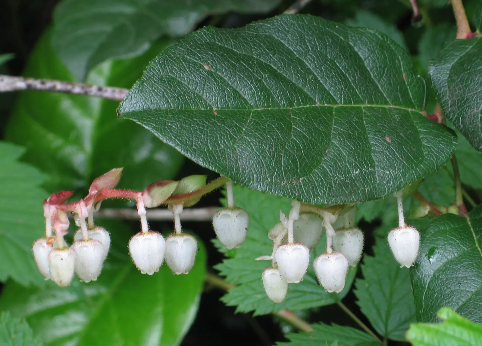 Salal (Gaultheria Shallon) — Salal, or Gaultheria shallon, is an evergreen shrub indigenous to western North America