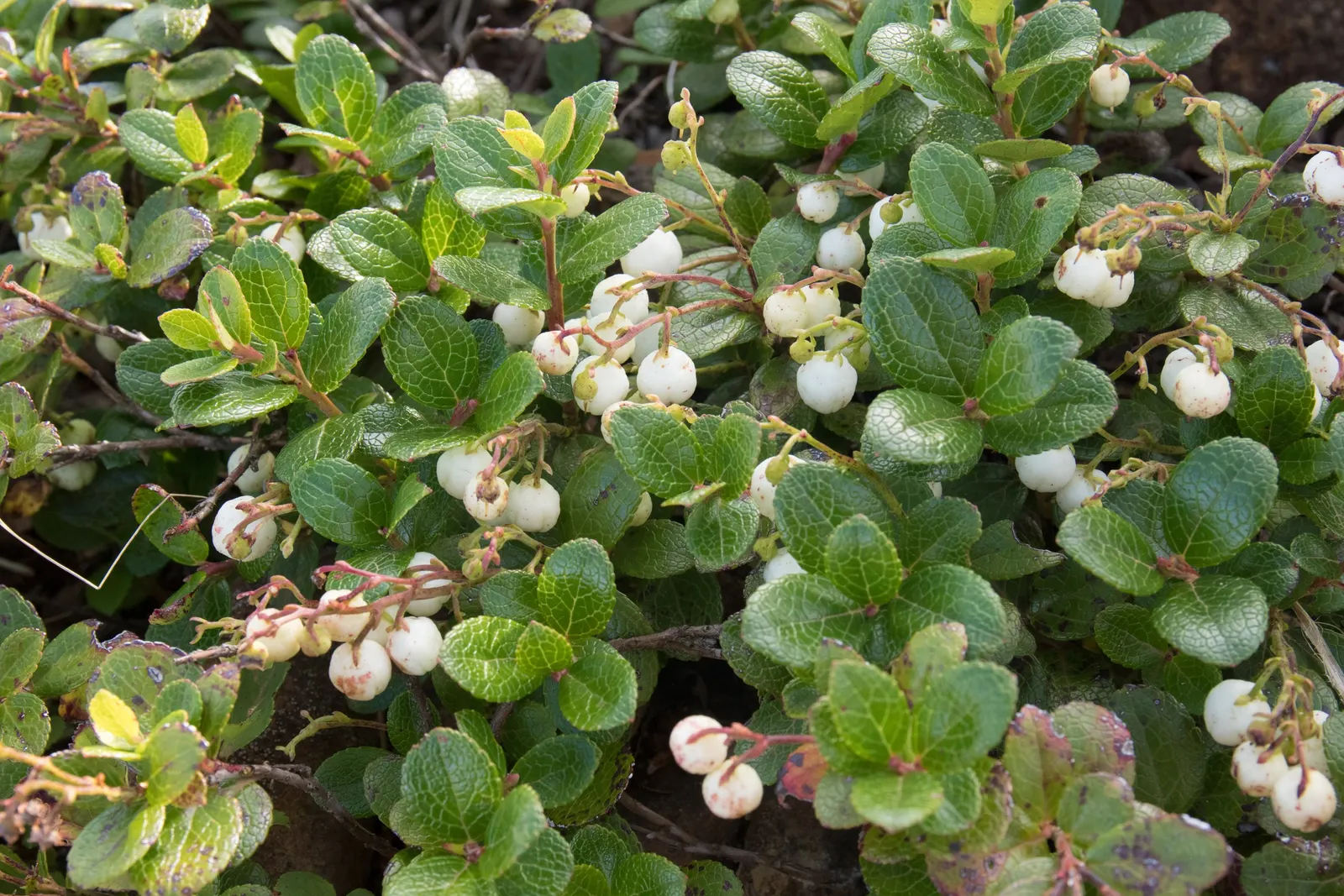 Salal (Gaultheria Shallon) — dark purple berries toward the end of summer; each approximately 1/3 inch in size, image 64