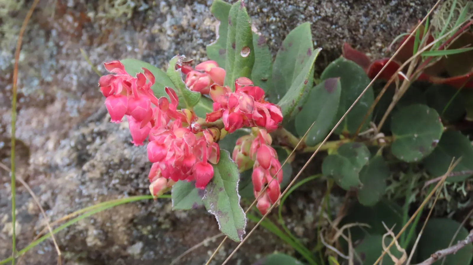 Salal (Gaultheria Shallon) — Thriving in USDA zones 7-9, it reaches 3-5 feet tall and spreads up to 6 feet; which can grow up to 5 inches long, image 50