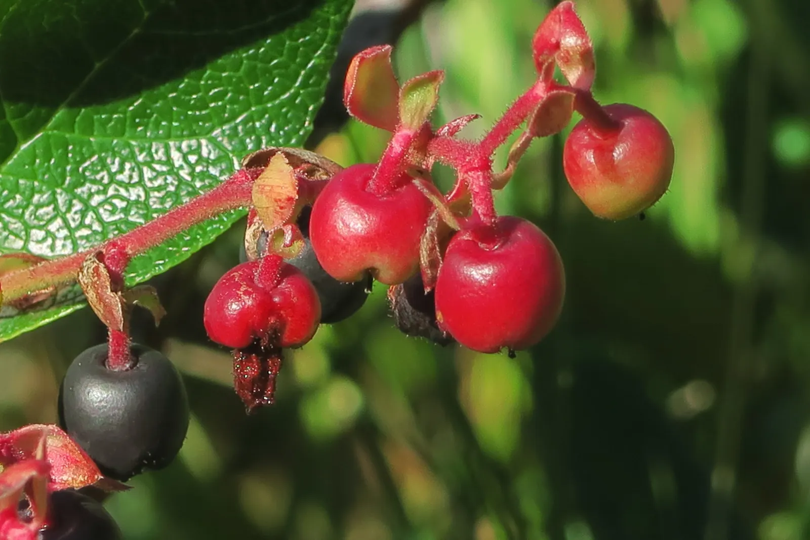 Salal (Gaultheria Shallon) — shrub for deep shade or half or shade