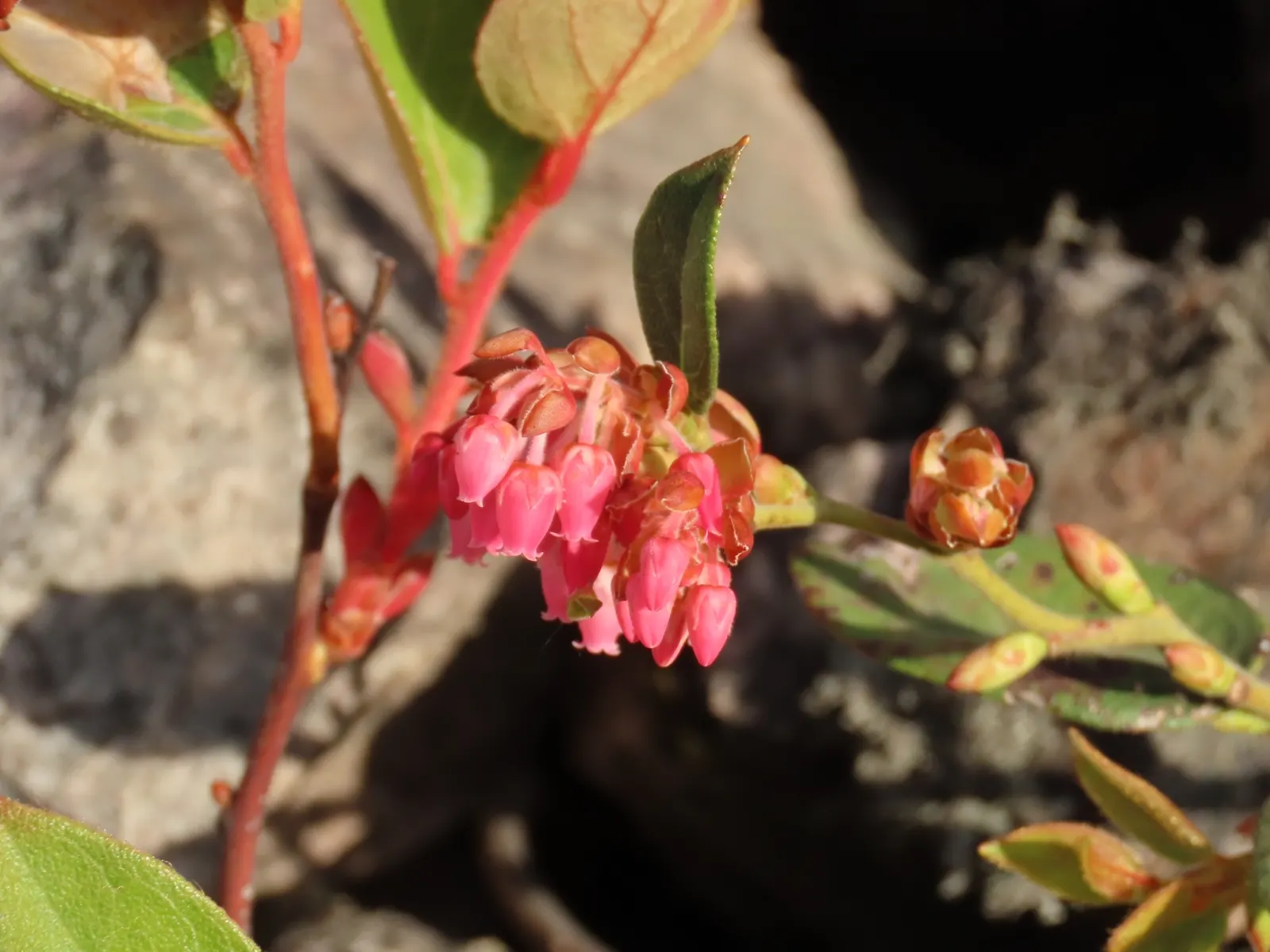 Salal (Gaultheria Shallon) — shrub with pink blooms; ranging in color from white to pale pink