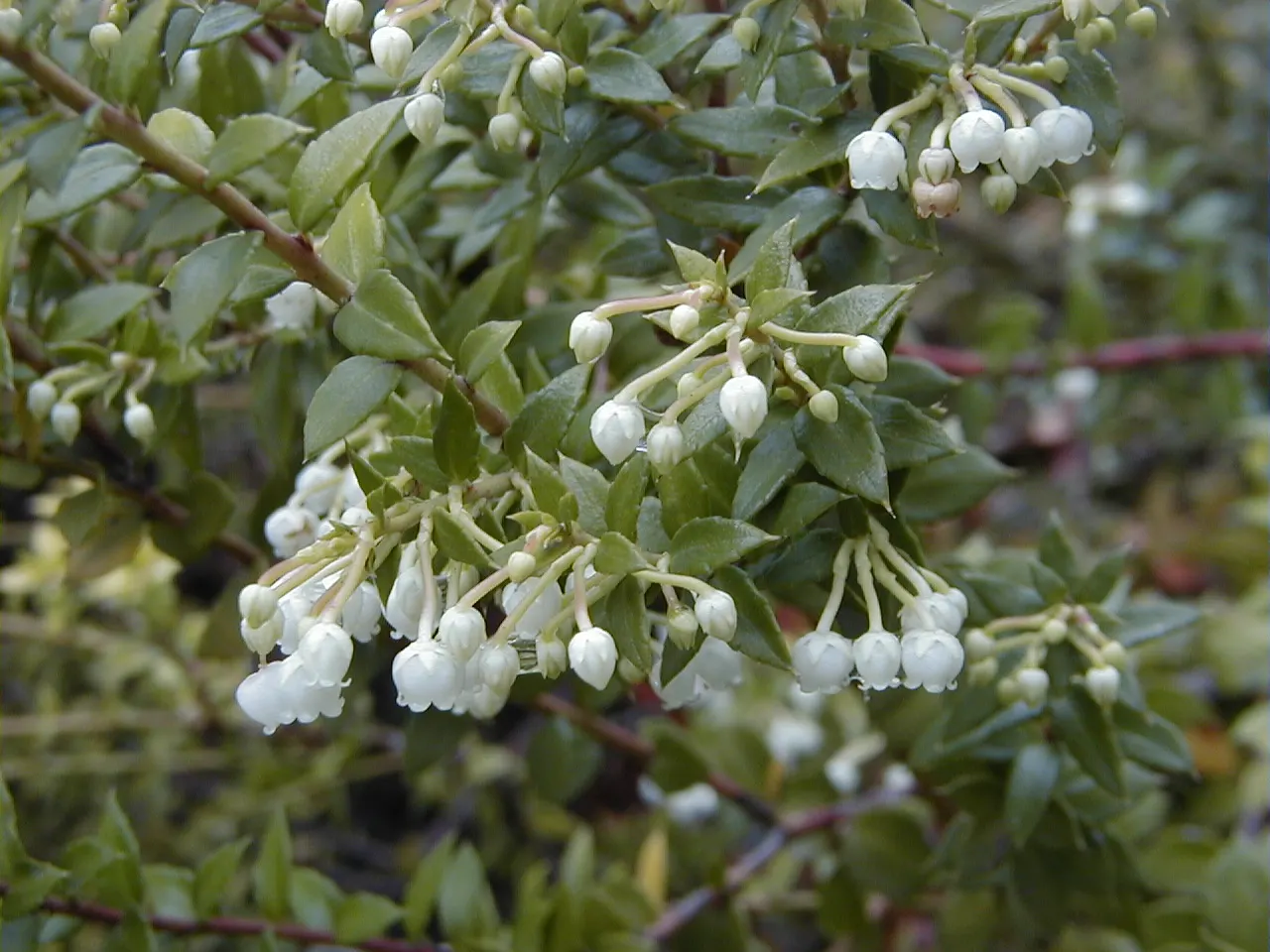Salal (Gaultheria Shallon) — regional flavor.<br><br>For optimal growth; salal flaunts leathery leaves and pink-tinged white blooms in spring, image 66