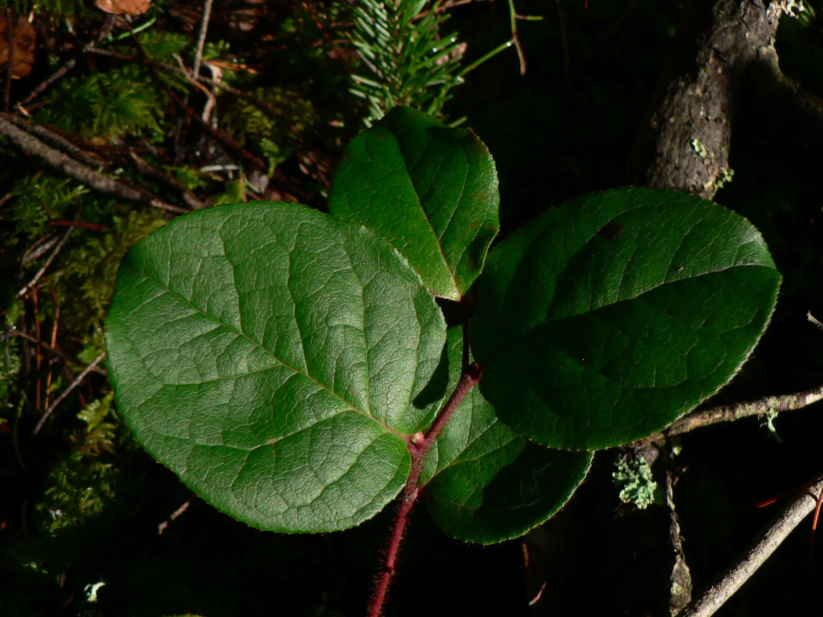 Salal (Gaultheria Shallon) — Salal flaunts leathery leaves and pink-tinged white blooms in spring, followed by edible, dark purple berries