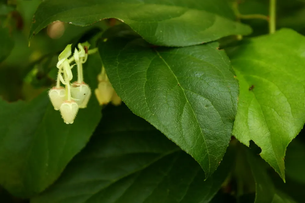 Salal (Gaultheria Shallon) — this versatile plant thrives in a variety of lighting conditions