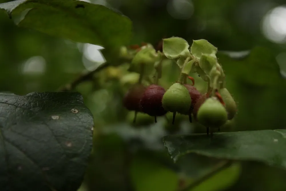 Salal (Gaultheria Shallon) — offering low-maintenance ground cover and year-round foliage for naturalistic landscapes