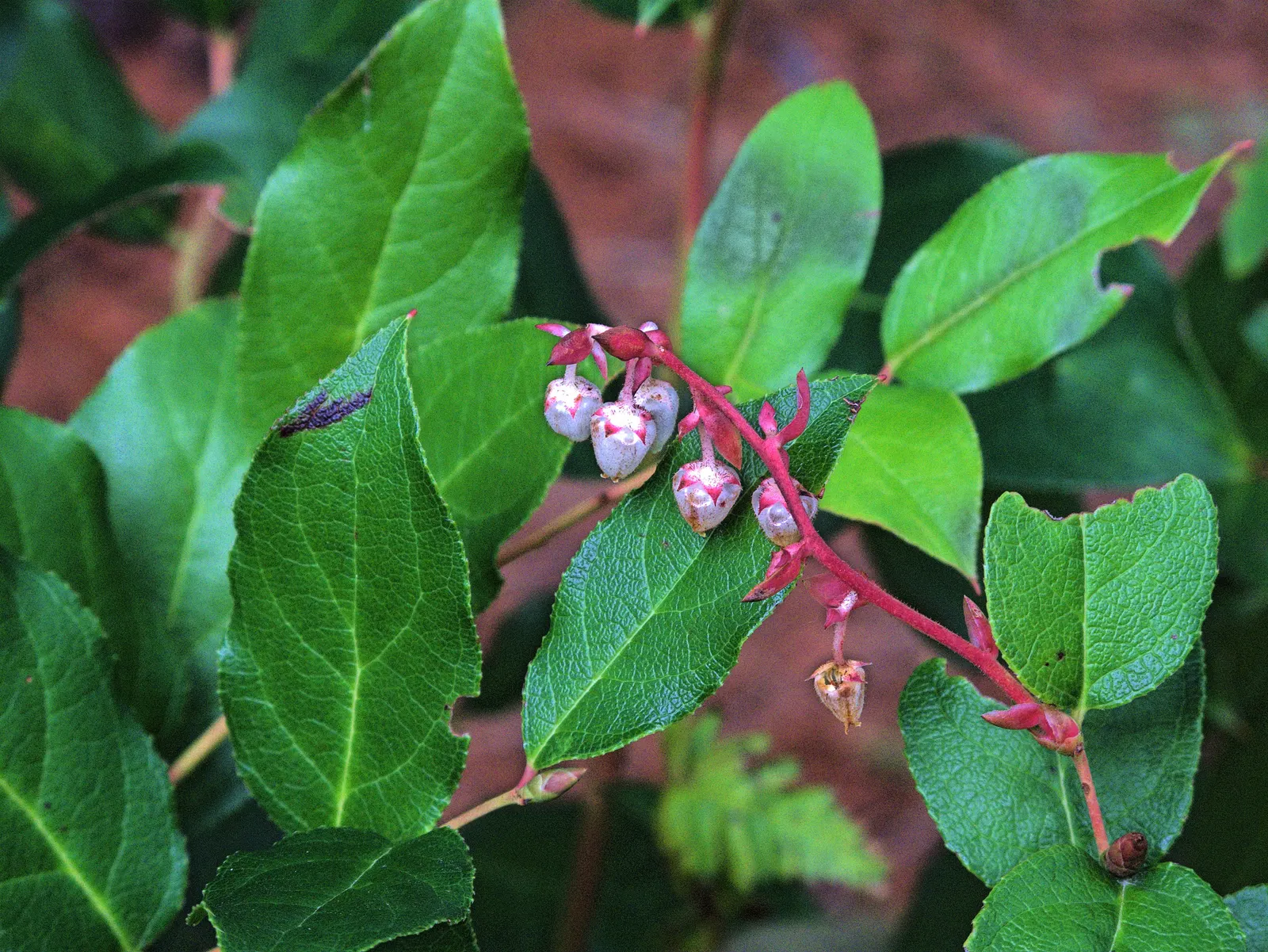 Salal (Gaultheria Shallon) — Thriving in USDA zones 7-9, it reaches 3-5 feet tall and spreads up to 6 feet