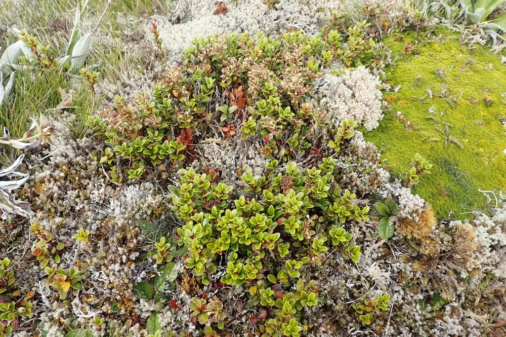 Salal (Gaultheria Shallon) — These blossoms add subtle charm to the garden before giving way to edible; salal (Gaultheria shallon) is an evergreen shrub native