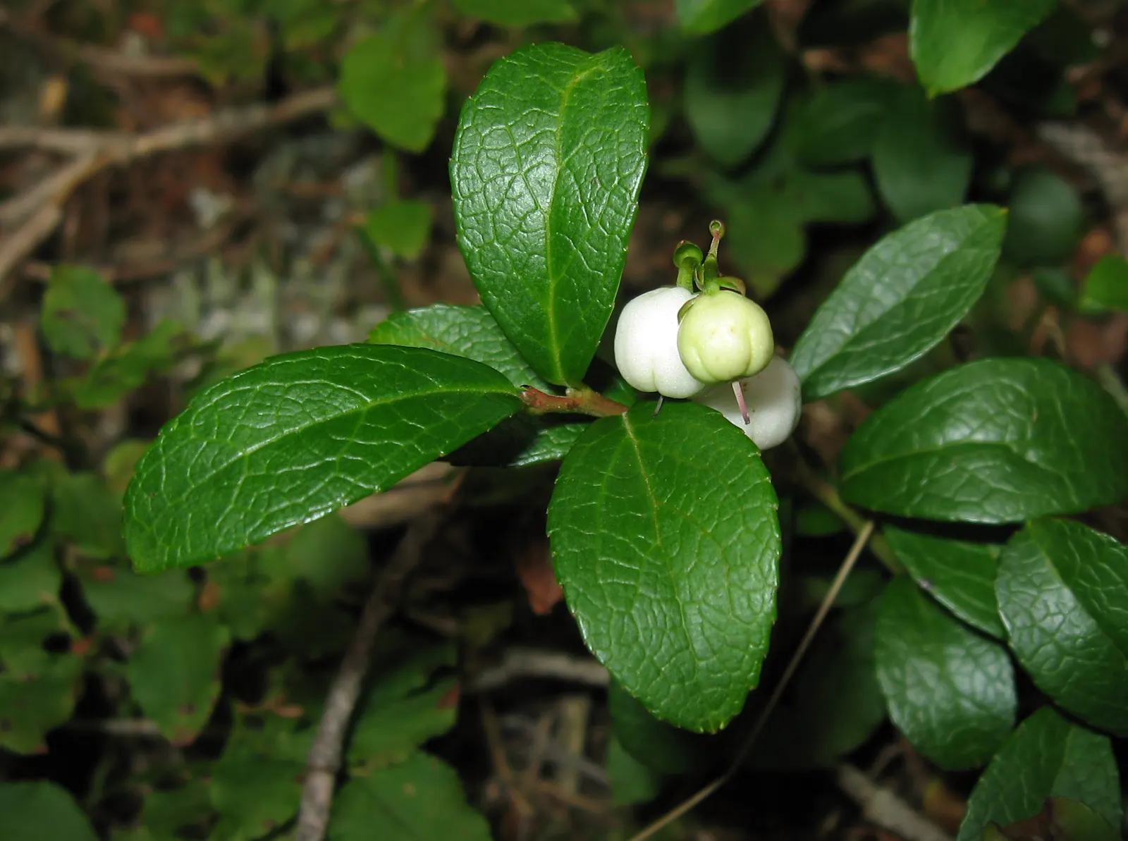 Salal (Gaultheria Shallon) — These blossoms add subtle charm to the garden before giving way to edible; salal (Gaultheria shallon) is an evergreen, image 63