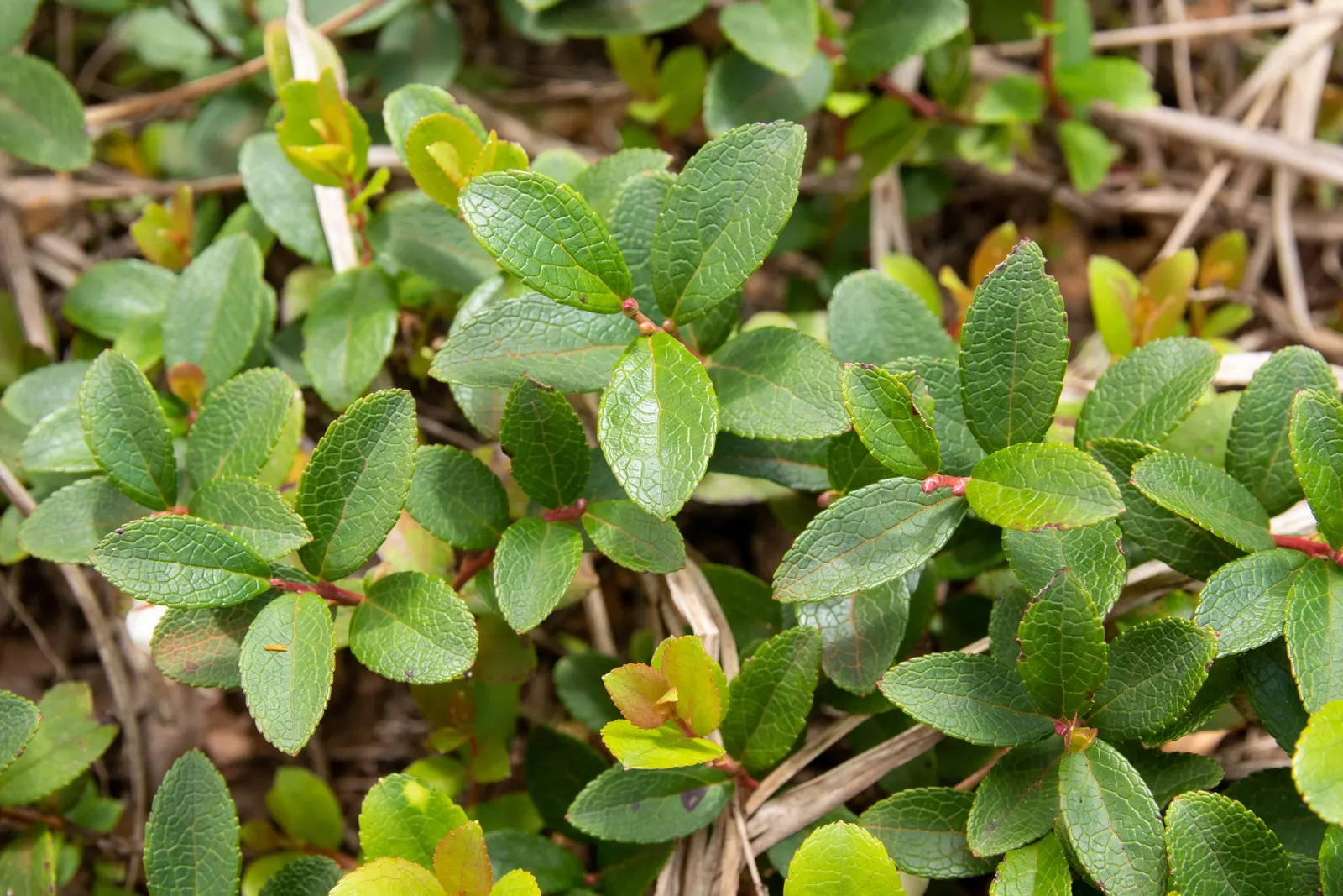 Salal (Gaultheria Shallon) — from full sun to deep shade; add year-round interest.<br><br>Spring brings a cascade of delicate bell-shaped flowers