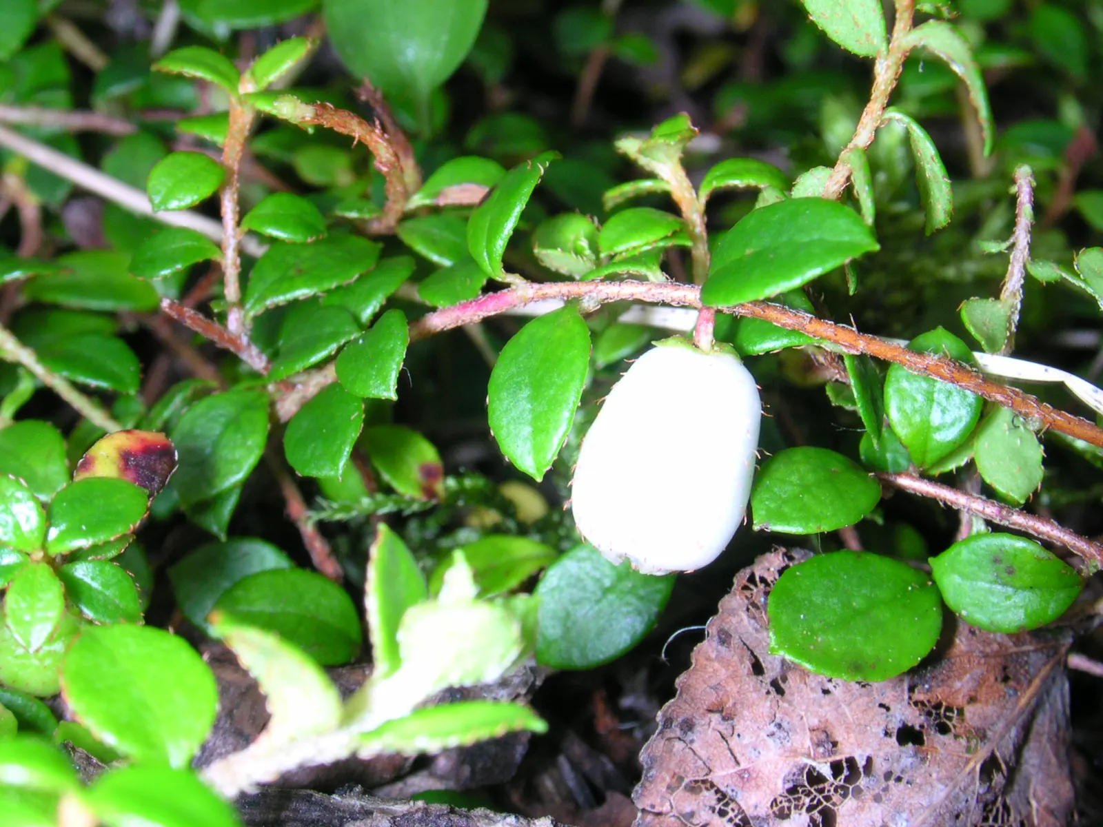 Salal (Gaultheria Shallon) — Salal prefers well-drained; bushy growth habit that provides excellent ground cover and erosion control
