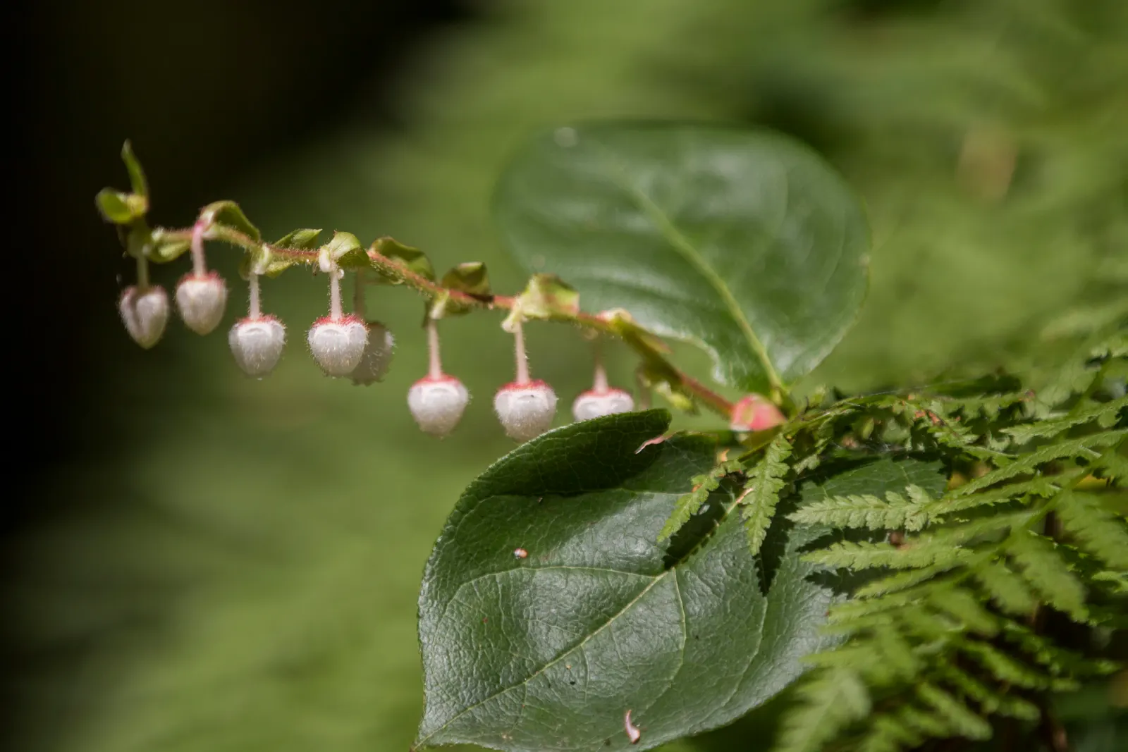 Salal (Gaultheria Shallon) — The fruit is a favorite among local wildlife and can be used in jams and jellies for a unique; acidic soil rich in, image 89
