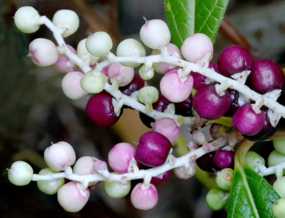 Salal (Gaultheria Shallon) — Salal, or Gaultheria shallon, is an evergreen shrub indigenous to western North America; it prefers partial shade to, image 73