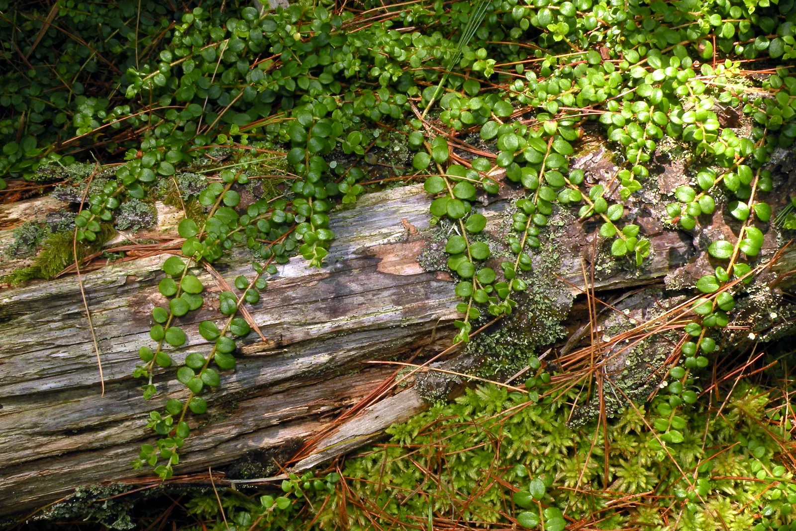 Salal (Gaultheria Shallon) — Salal flaunts leathery leaves and pink-tinged white blooms in spring, followed by edible, dark purple berries; regional
