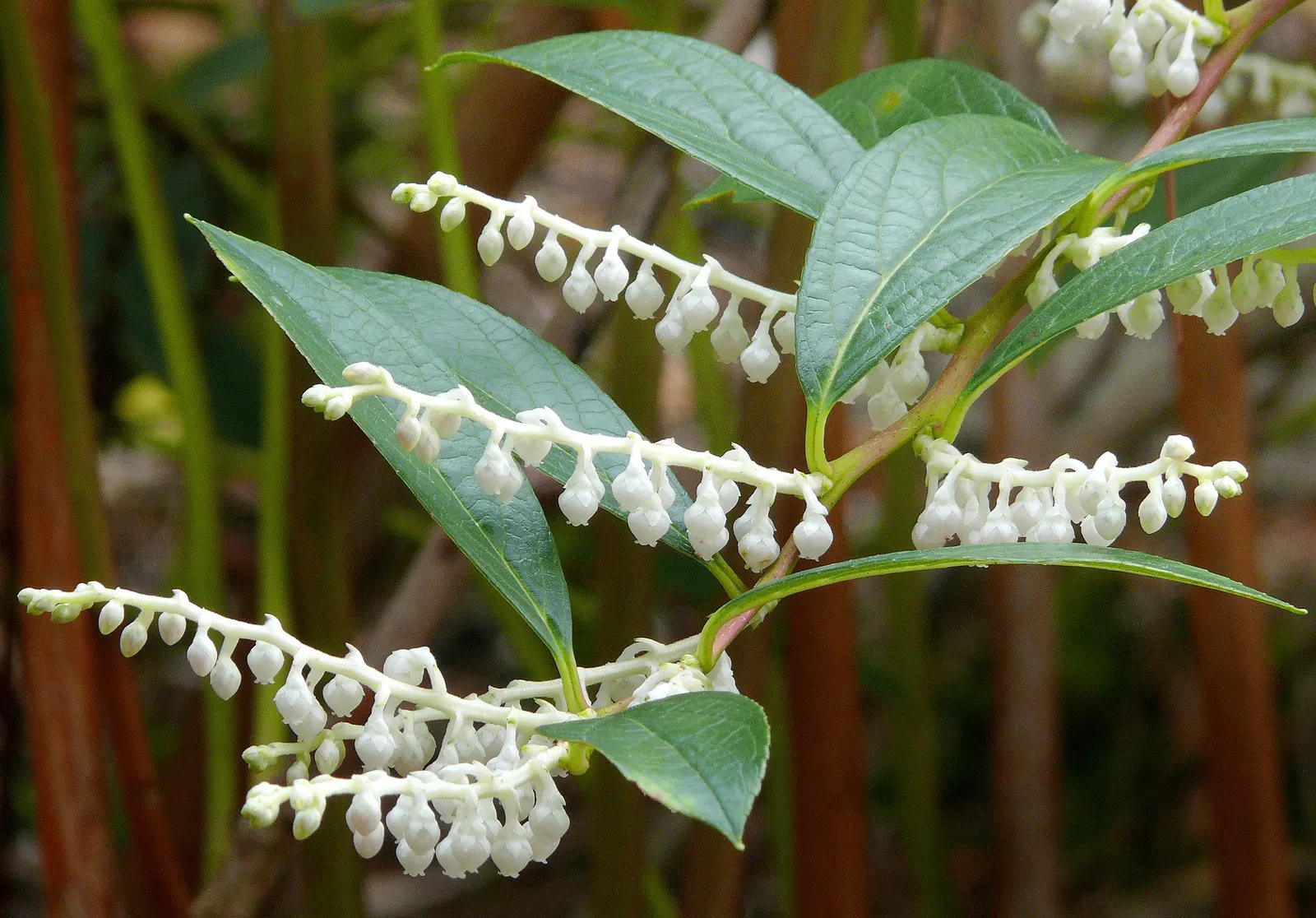 Salal (Gaultheria Shallon) — Salal prefers well-drained