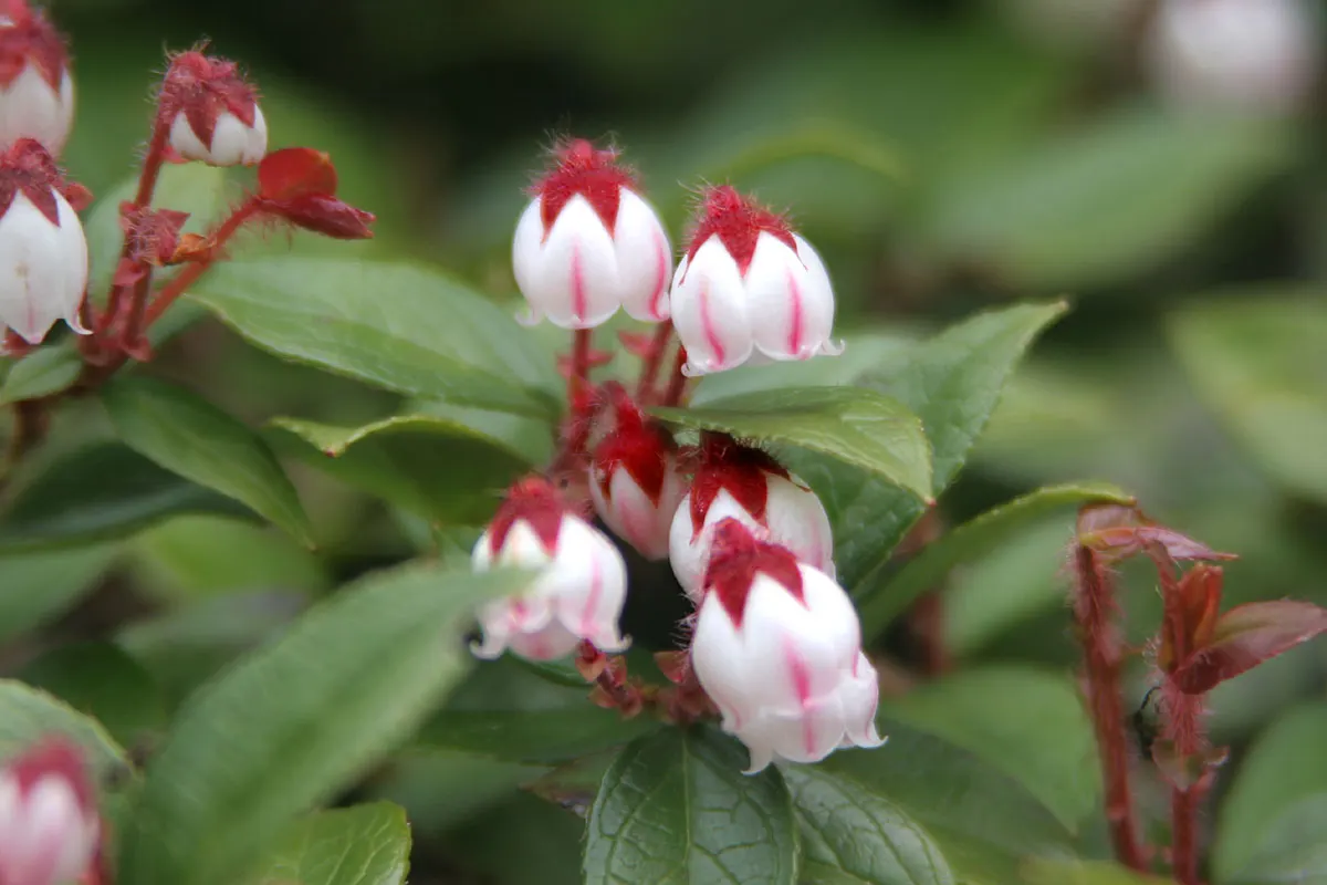 Salal (Gaultheria Shallon) — Thriving in USDA zones 7-9, it reaches 3-5 feet tall and spreads up to 6 feet; which can grow up to 5 inches long