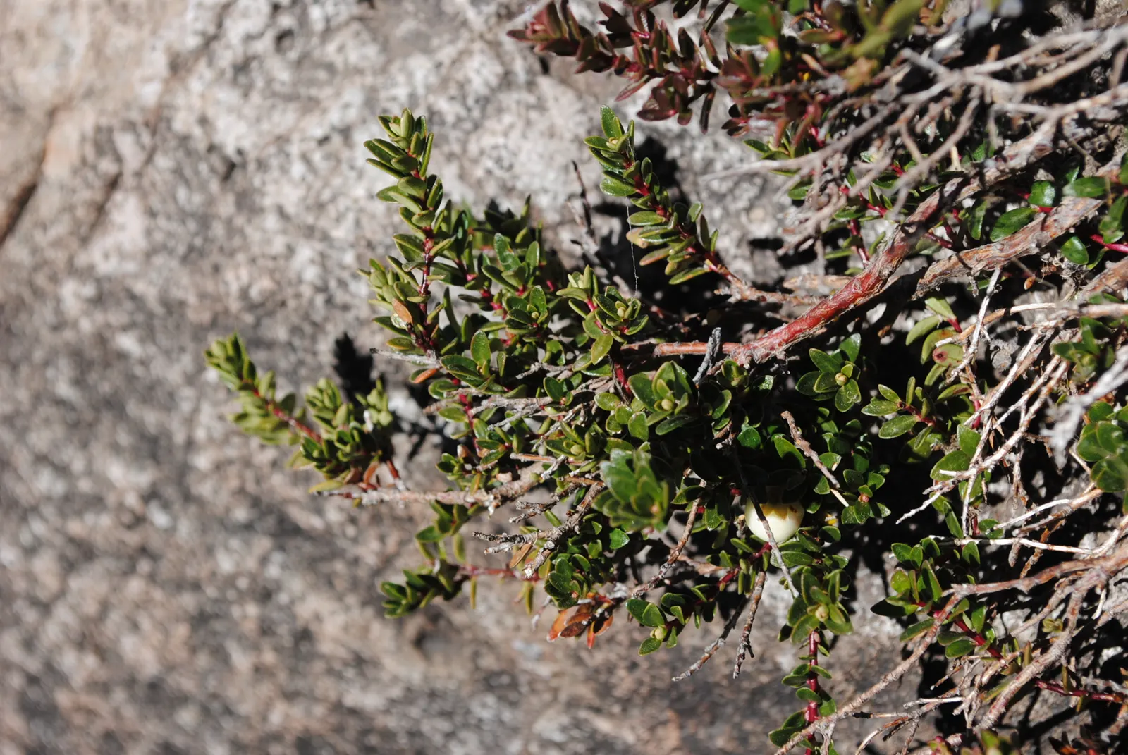 Salal (Gaultheria Shallon) — shrub for deep shade or half or shade; it is ideal for woodland settings, naturalized areas, or as an understory plant beneath