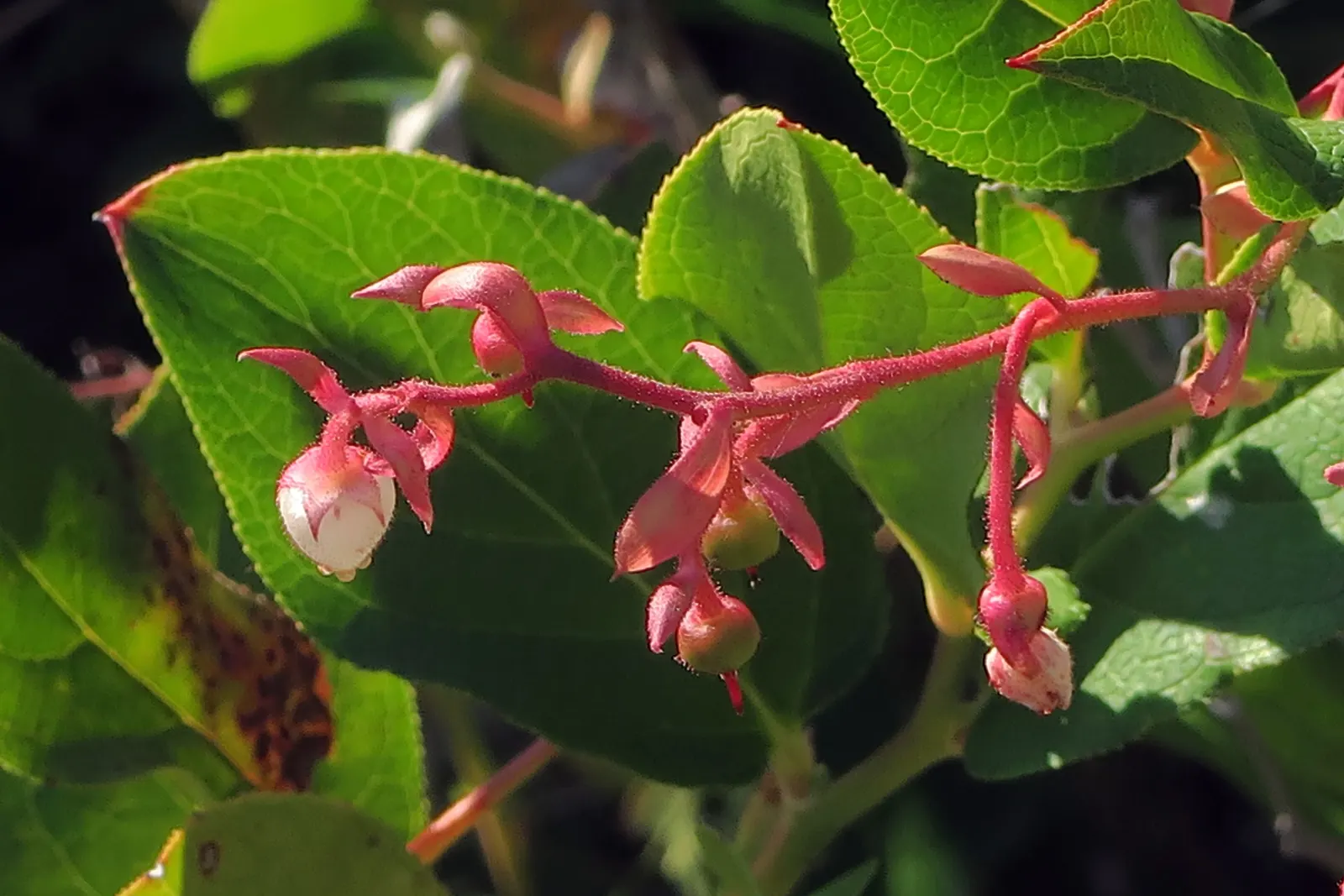 Salal (Gaultheria Shallon) — acidic soil rich in organic matter; the fruit is a favorite among local wildlife and can be used in jams and jellies, image 92