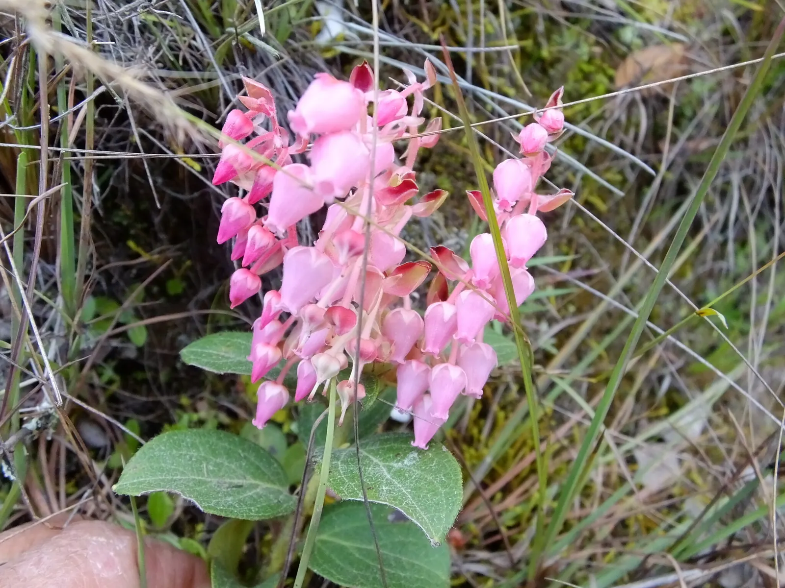 Salal (Gaultheria Shallon) — Flourishing in USDA Hardiness Zones 5-9; pink flowers in the garden, image 55