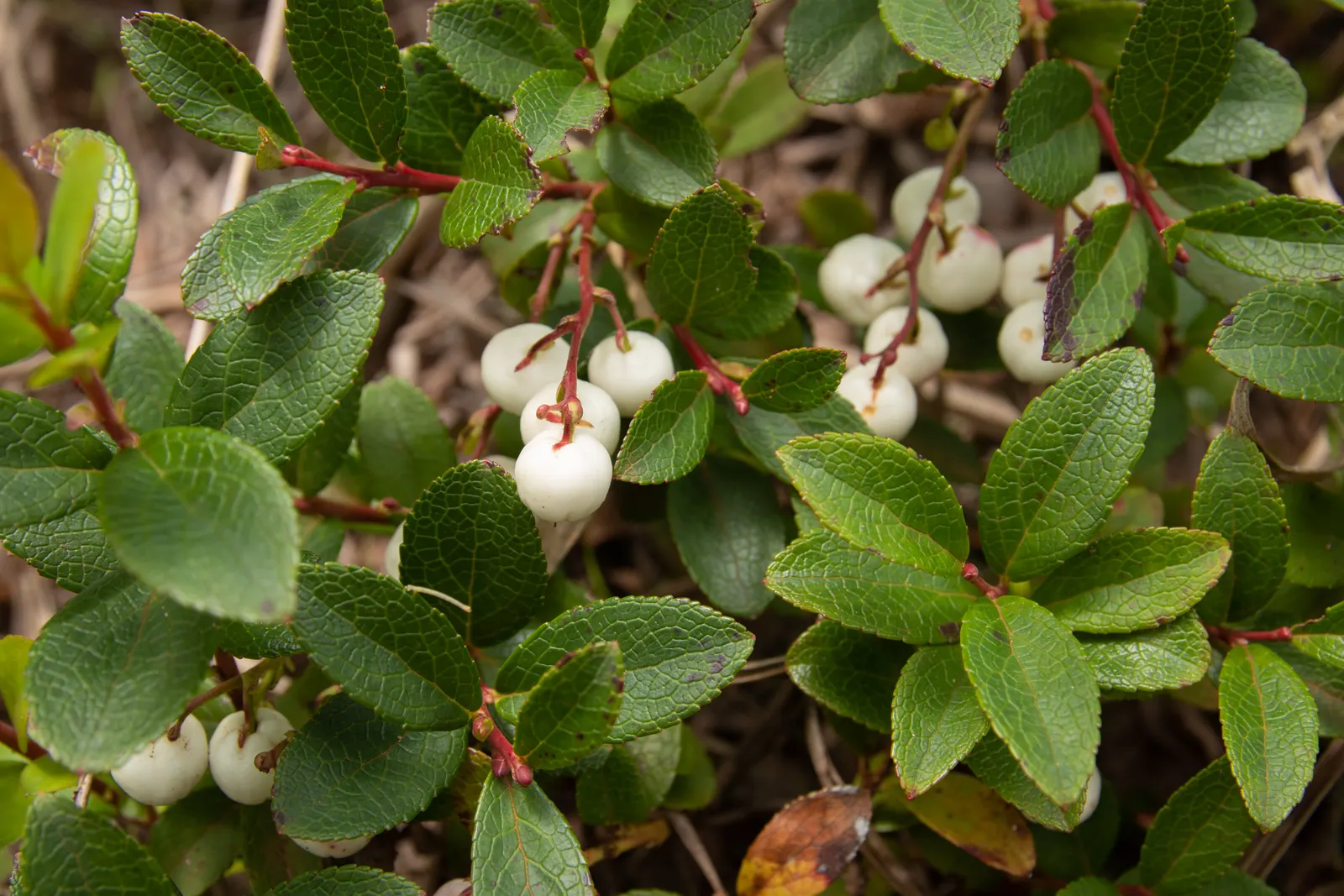 Salal (Gaultheria Shallon) — The fruit is a favorite among local wildlife and can be used in jams and jellies for a unique; acidic soil rich in, image 65