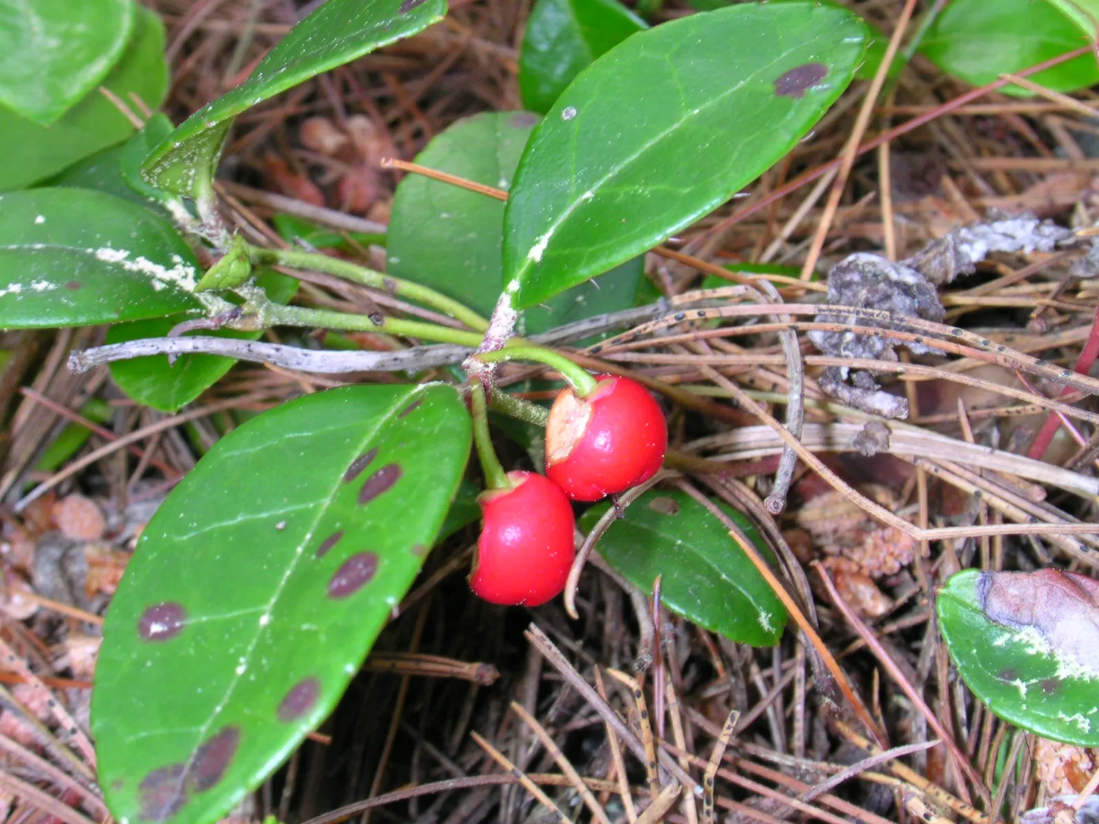 Salal (Gaultheria Shallon) — offering low-maintenance ground cover and year-round foliage for naturalistic landscapes; this versatile plant thrives in a