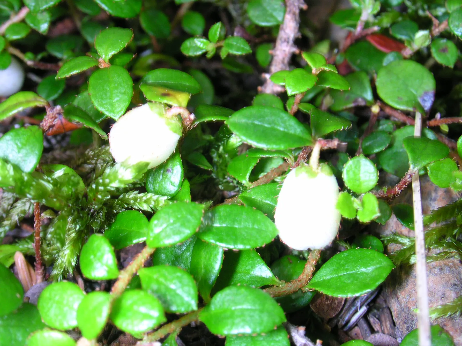 Salal (Gaultheria Shallon) — Flourishing in USDA Hardiness Zones 5-9; pink flowers in the garden