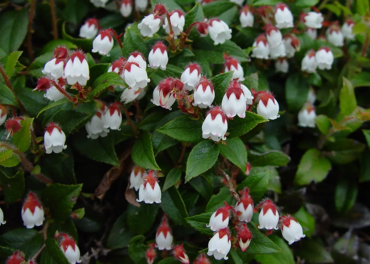 Salal (Gaultheria Shallon) — It is ideal for woodland settings, naturalized areas, or as an understory plant beneath larger trees; shrub for deep, image 93