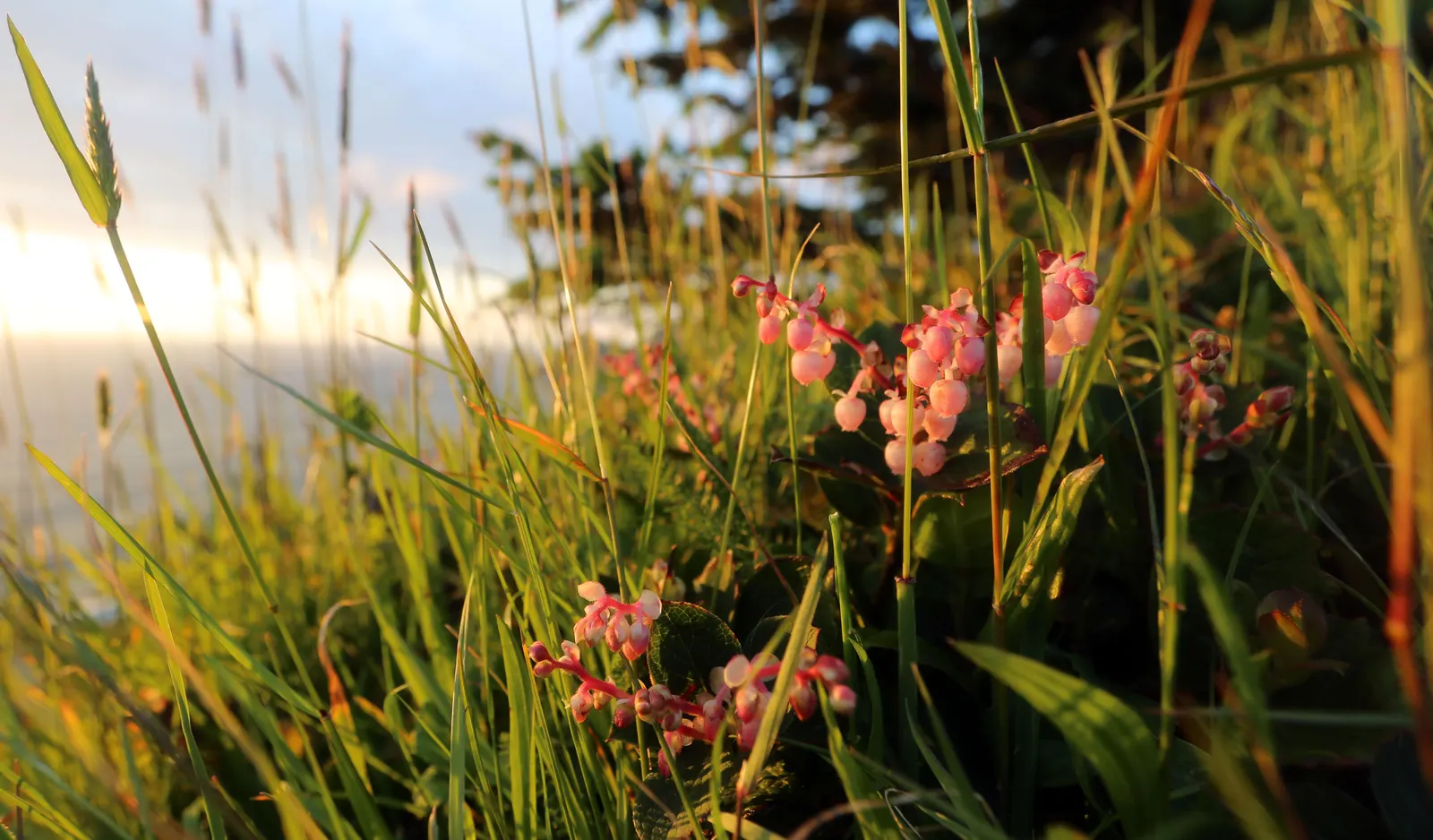 Salal (Gaultheria Shallon) — add year-round interest.<br><br>Spring brings a cascade of delicate bell-shaped flowers