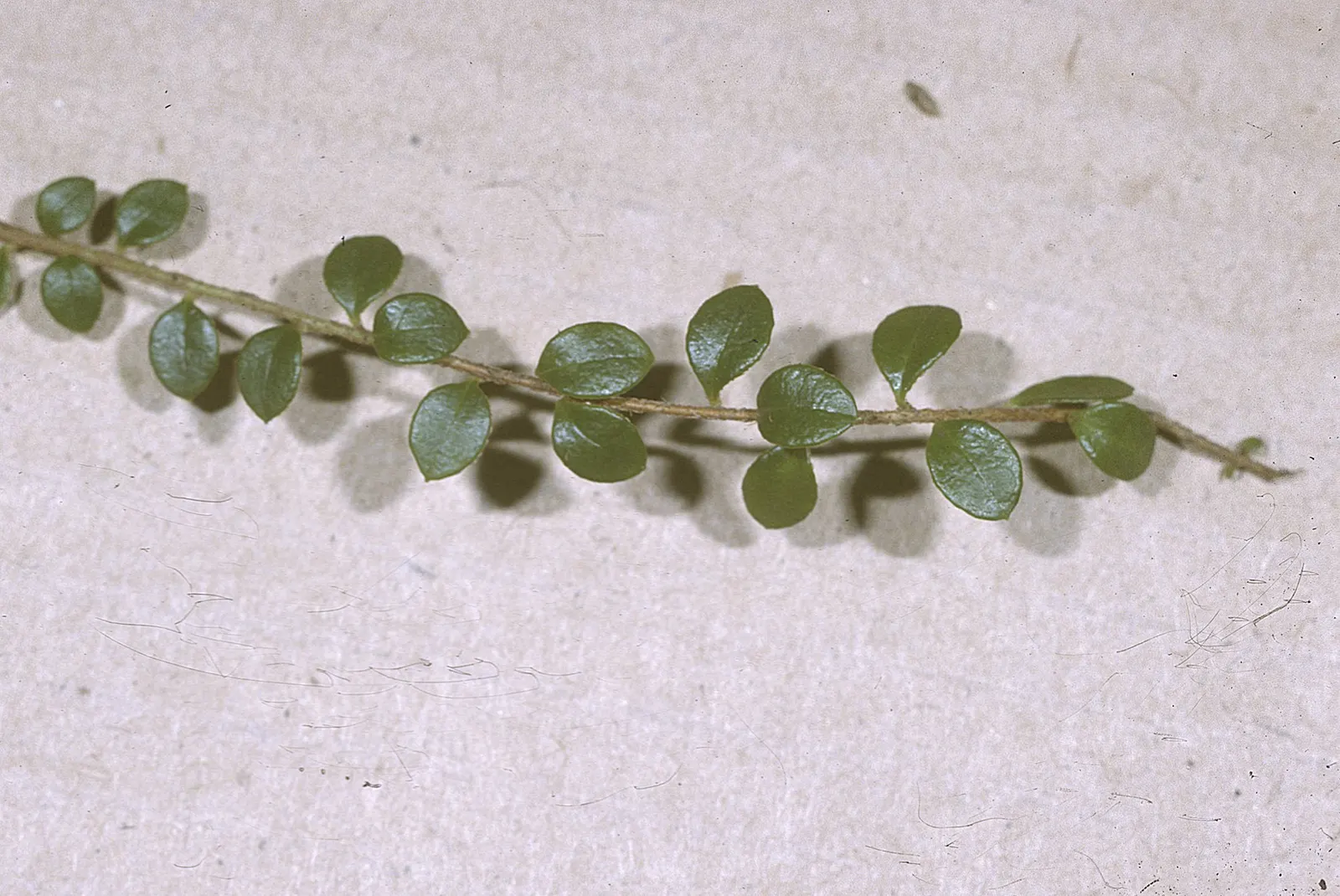 Salal (Gaultheria Shallon) — Salal flaunts leathery leaves and pink-tinged white blooms in spring, followed by edible, dark purple berries; regional, image 75