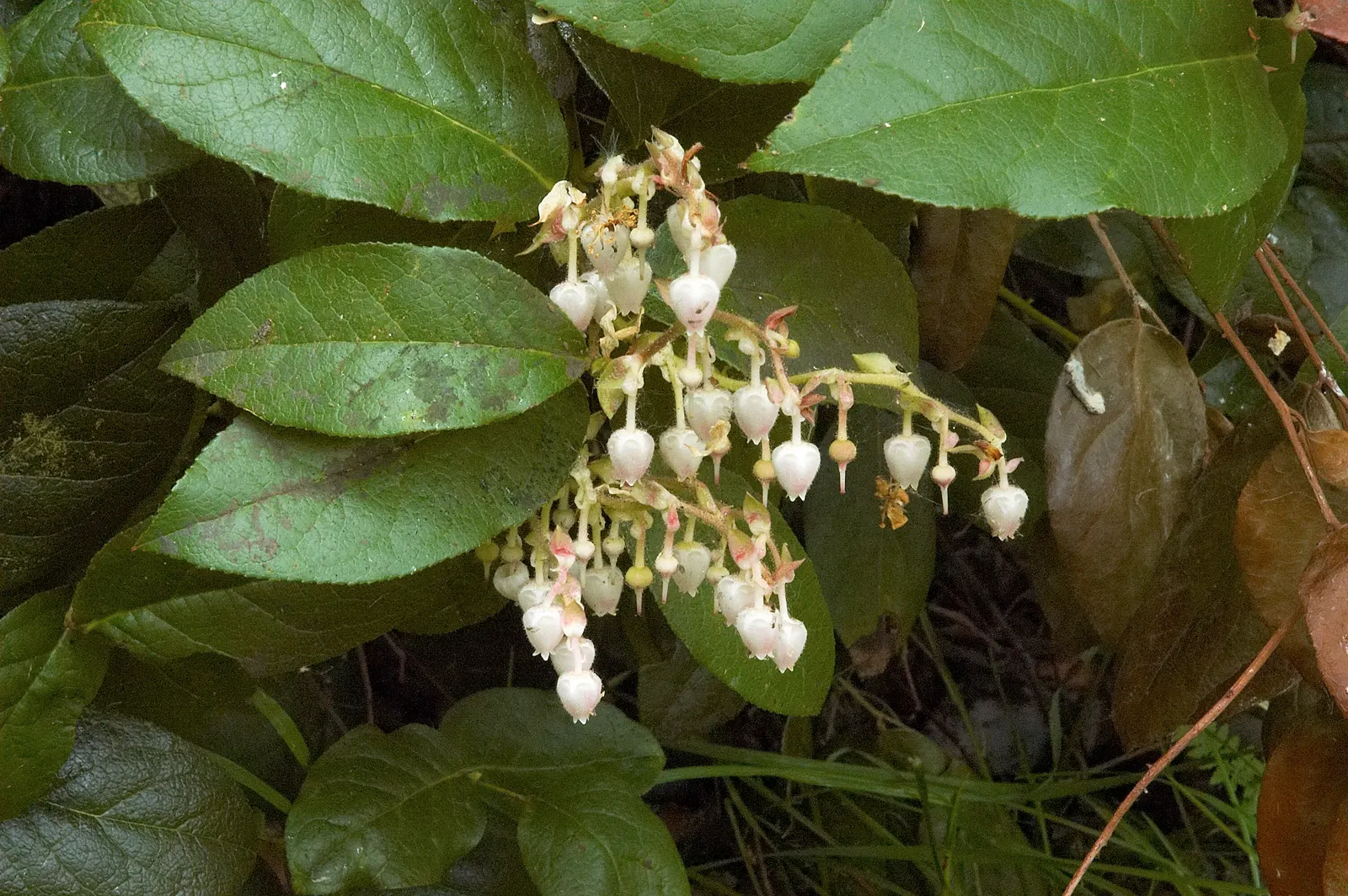 Salal (Gaultheria Shallon) — bushy growth habit that provides excellent ground cover and erosion control