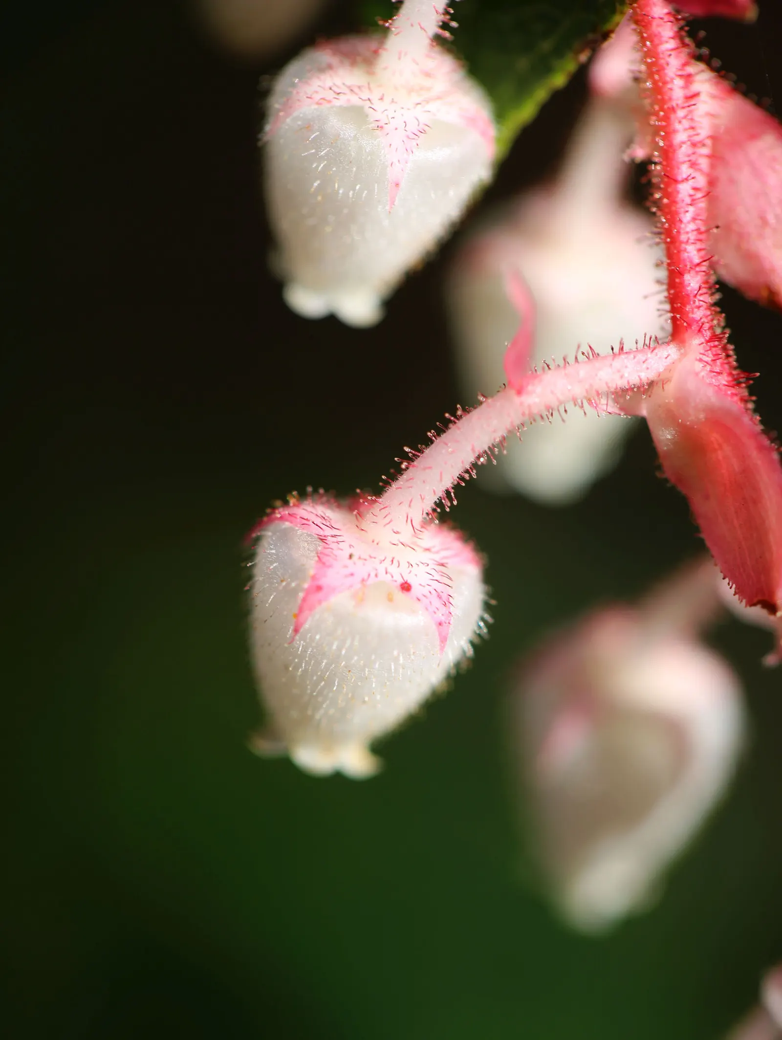 Salal (Gaultheria Shallon) — Salal prefers well-drained; bushy growth habit that provides excellent ground cover and erosion control, image 67