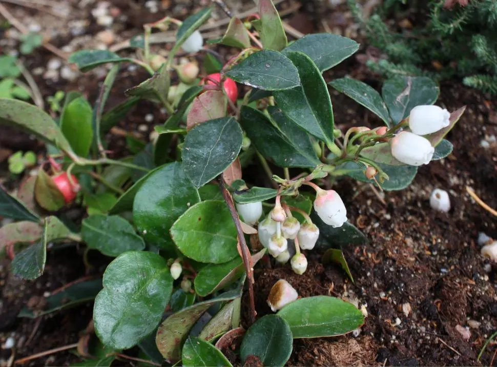 Salal (Gaultheria Shallon) — Salal, or Gaultheria shallon, is an evergreen shrub indigenous to western North America; it prefers partial shade to full sun and