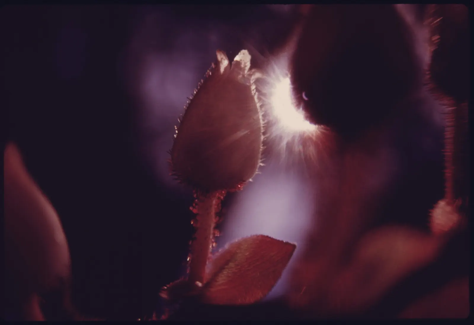 Salal (Gaultheria Shallon) — add year-round interest.<br><br>Spring brings a cascade of delicate bell-shaped flowers; from full sun to deep shade, image 60