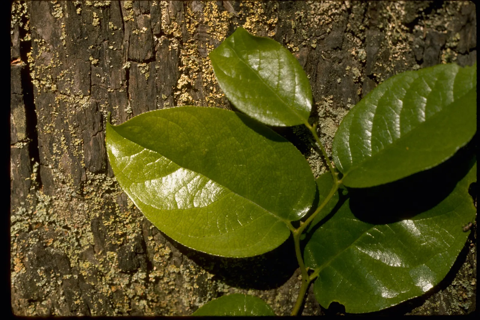 Salal (Gaultheria Shallon) — shrub with pink blooms; ranging in color from white to pale pink, image 71