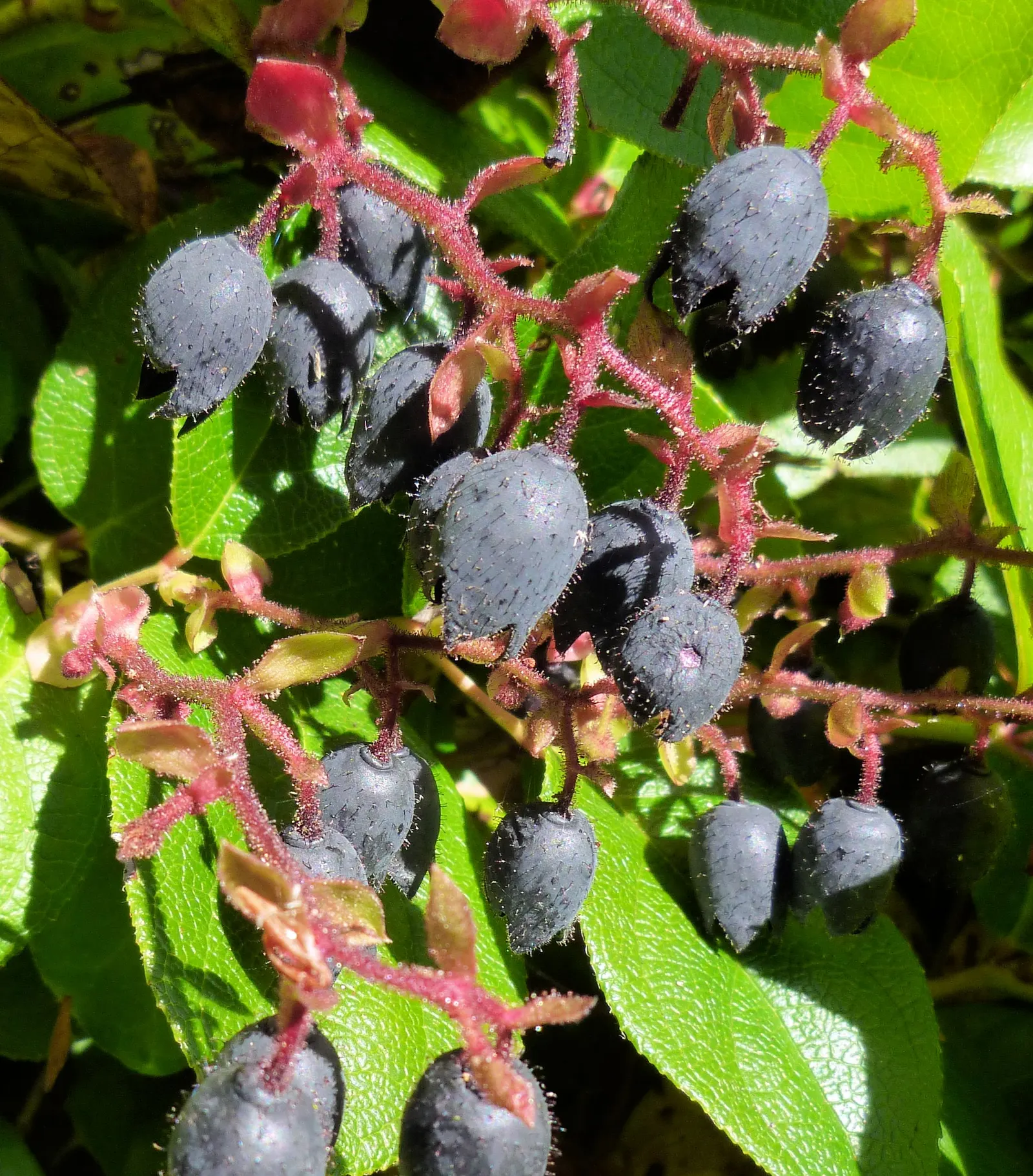 Salal (Gaultheria Shallon) — It is ideal for woodland settings, naturalized areas, or as an understory plant beneath larger trees; shrub for deep, image 69