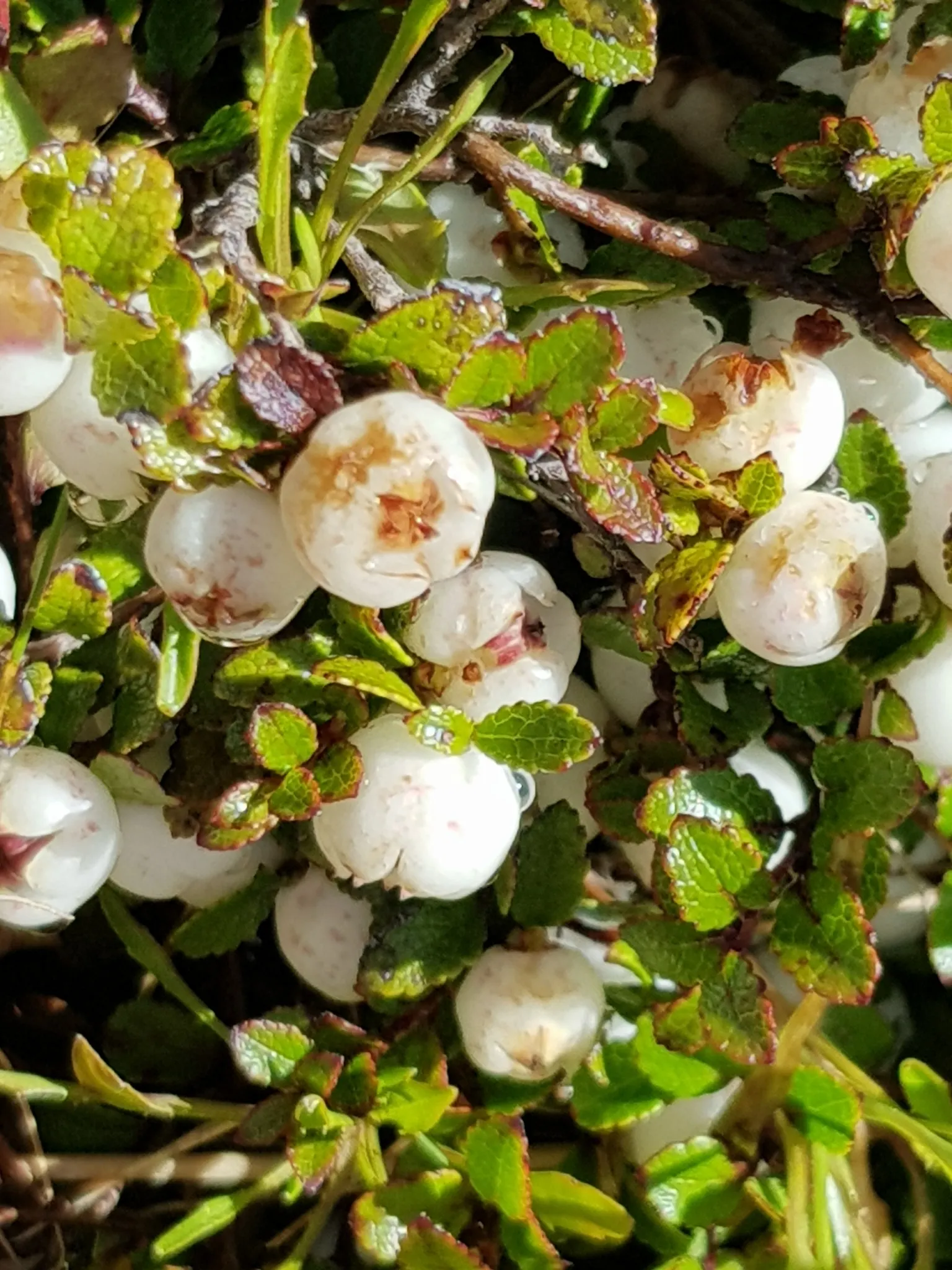 Salal (Gaultheria Shallon) — The fruit is a favorite among local wildlife and can be used in jams and jellies for a unique