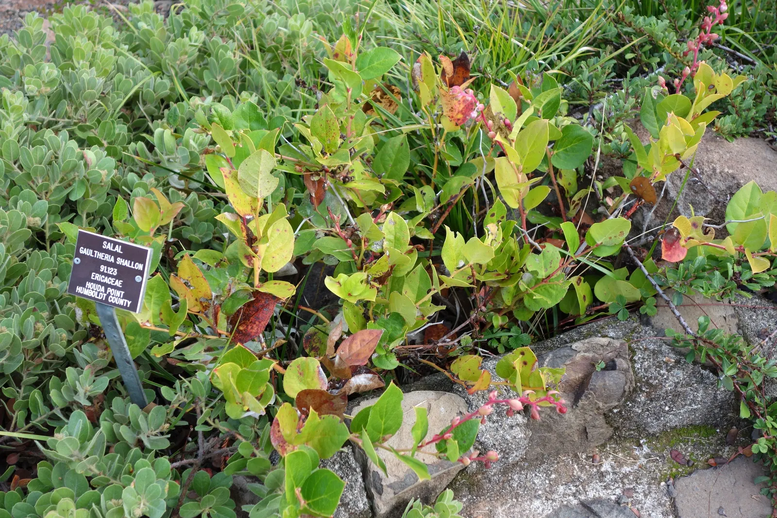 Salal (Gaultheria Shallon) — Salal (Gaultheria shallon) is an evergreen shrub native to the western regions of North America; these blossoms add, image 78