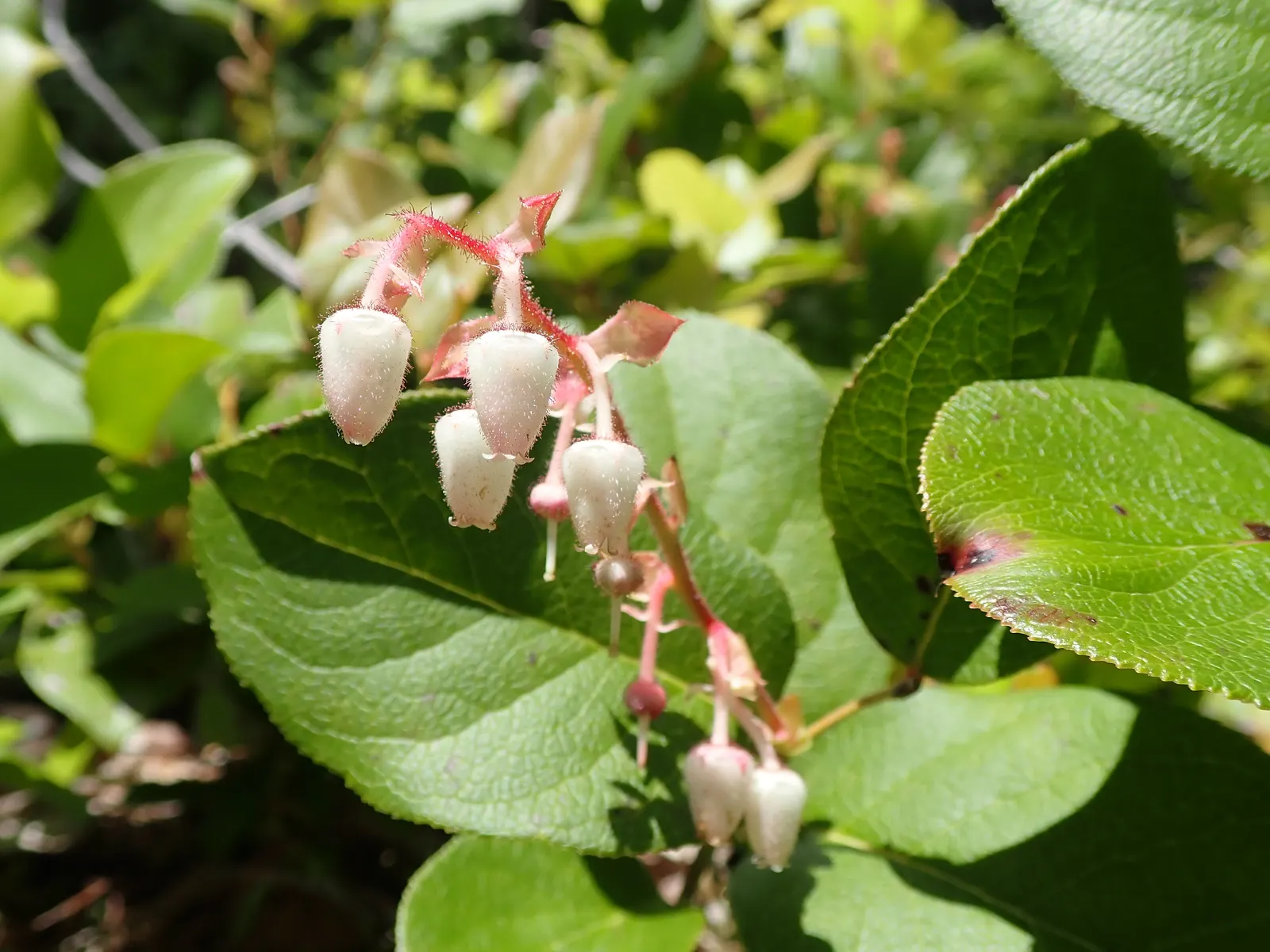 Salal (Gaultheria Shallon) — pink flowers in the garden; flourishing in USDA Hardiness Zones 5-9, image 70