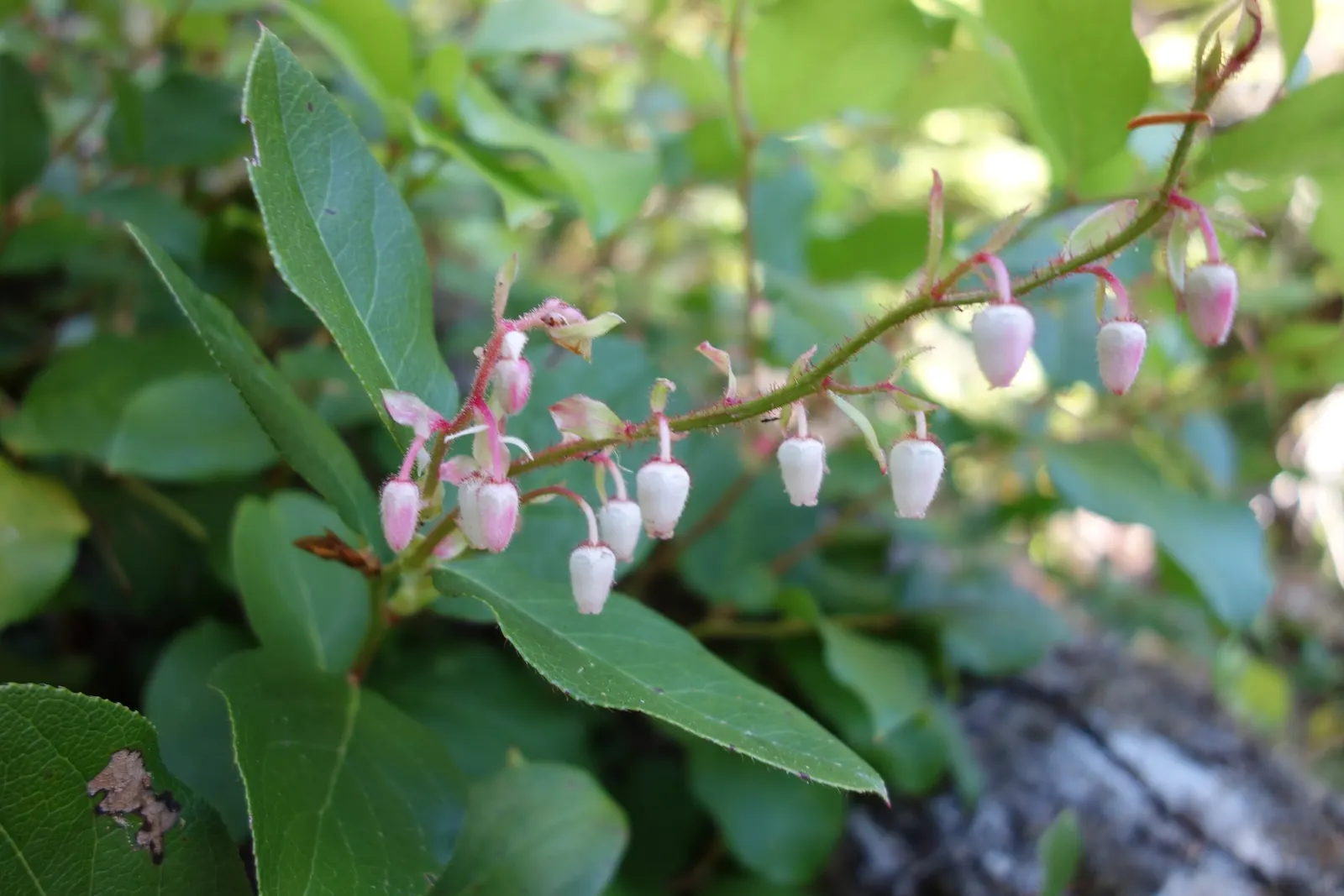 Salal (Gaultheria Shallon) — from full sun to deep shade