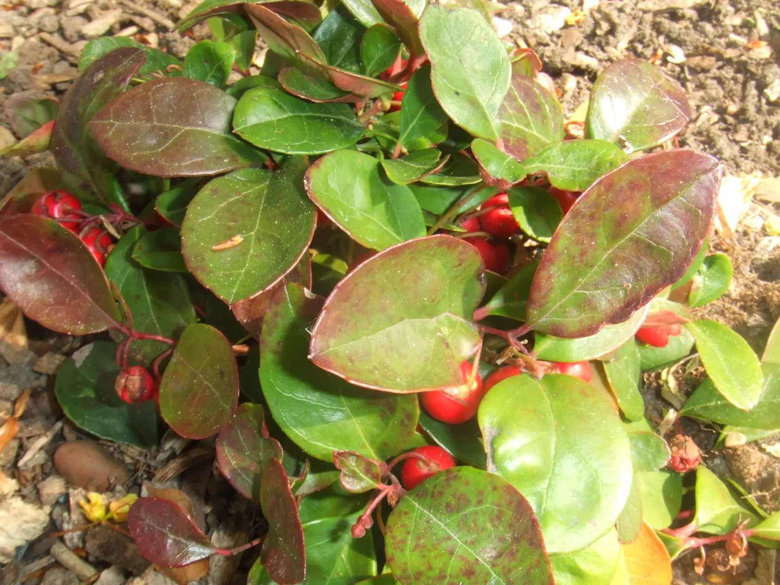 Salal (Gaultheria Shallon) — It is ideal for woodland settings, naturalized areas, or as an understory plant beneath larger trees