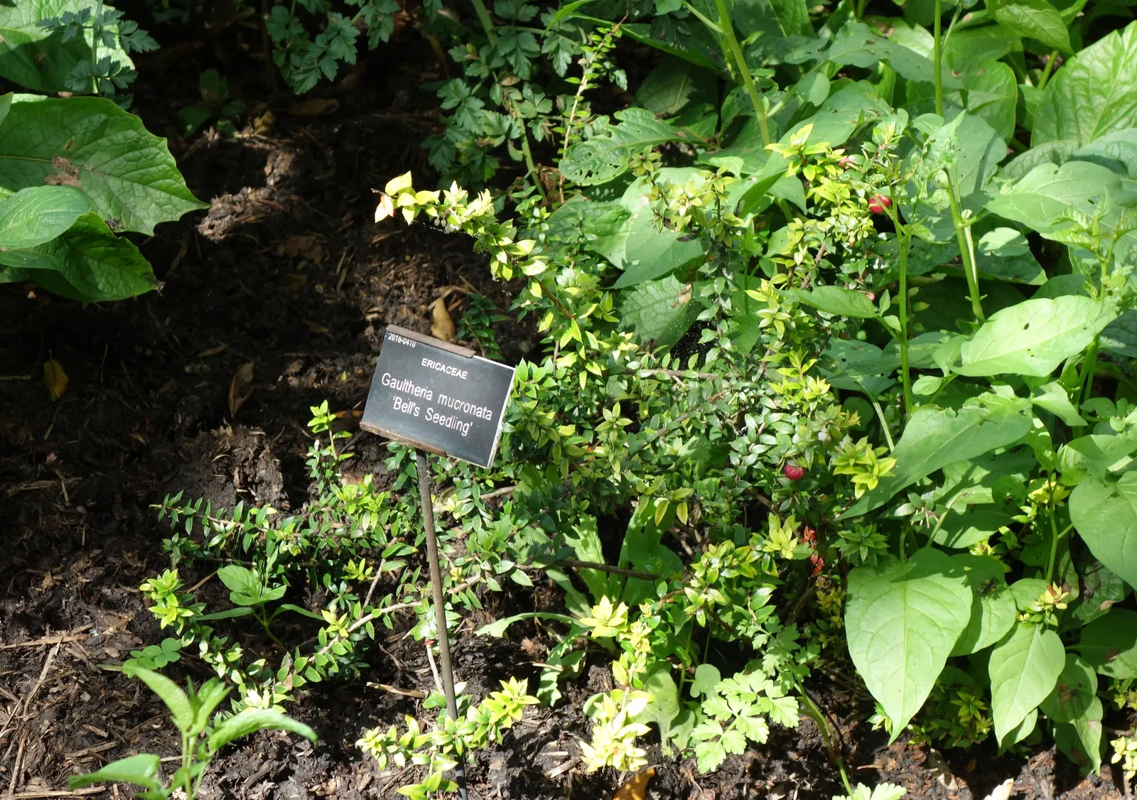 Salal (Gaultheria Shallon) — acidic soil rich in organic matter