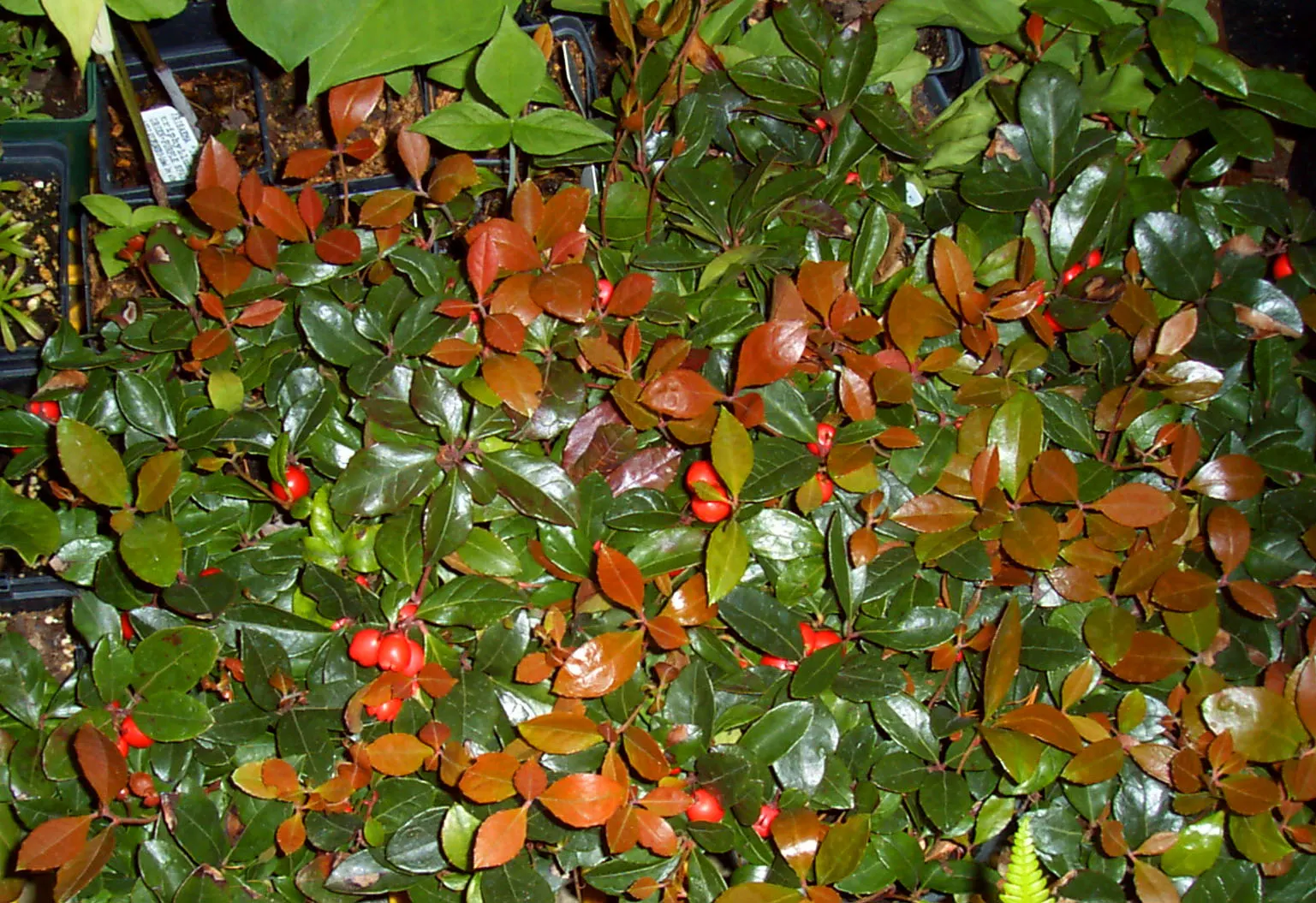 Salal (Gaultheria Shallon) — It prefers partial shade to full sun and well-drained soil; salal, or Gaultheria shallon, is an evergreen shrub indigenous to