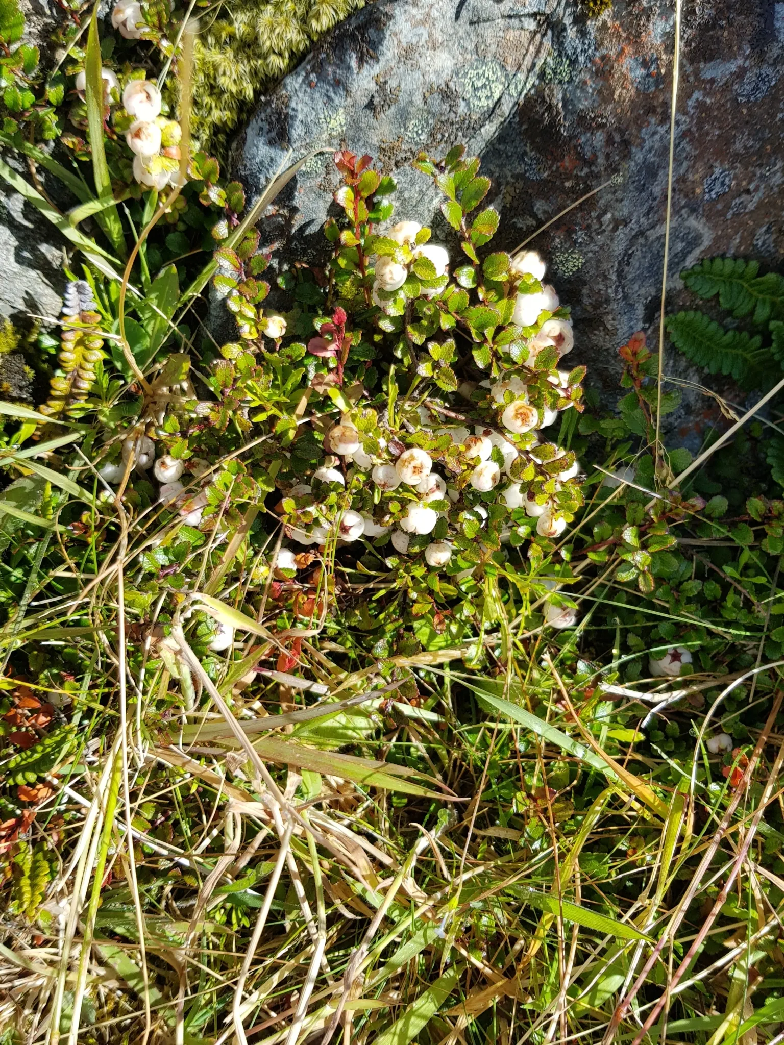Salal (Gaultheria Shallon) — dark purple berries toward the end of summer