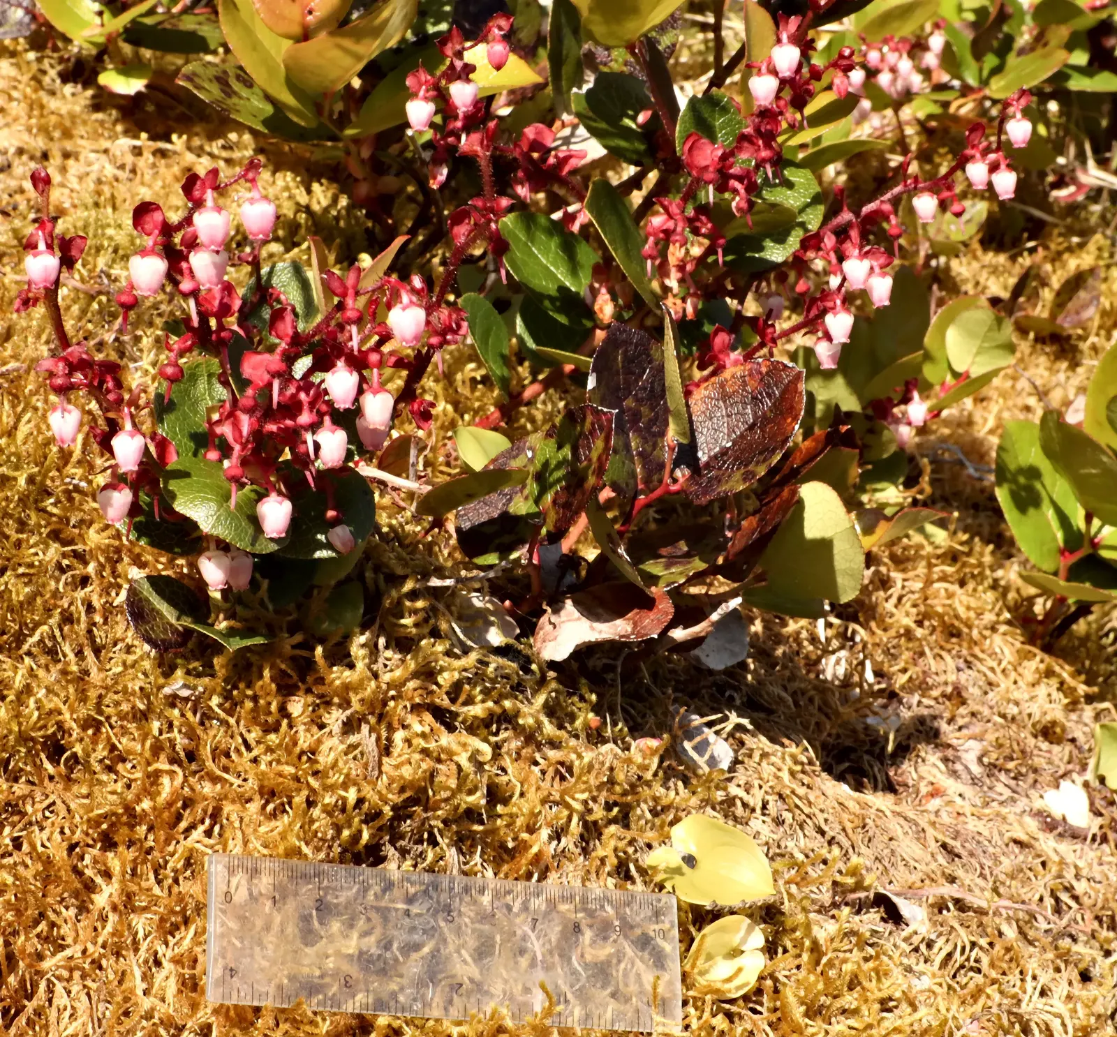 Salal (Gaultheria Shallon) — Thriving in USDA zones 7-9, it reaches 3-5 feet tall and spreads up to 6 feet; which can grow up to 5 inches long, image 74