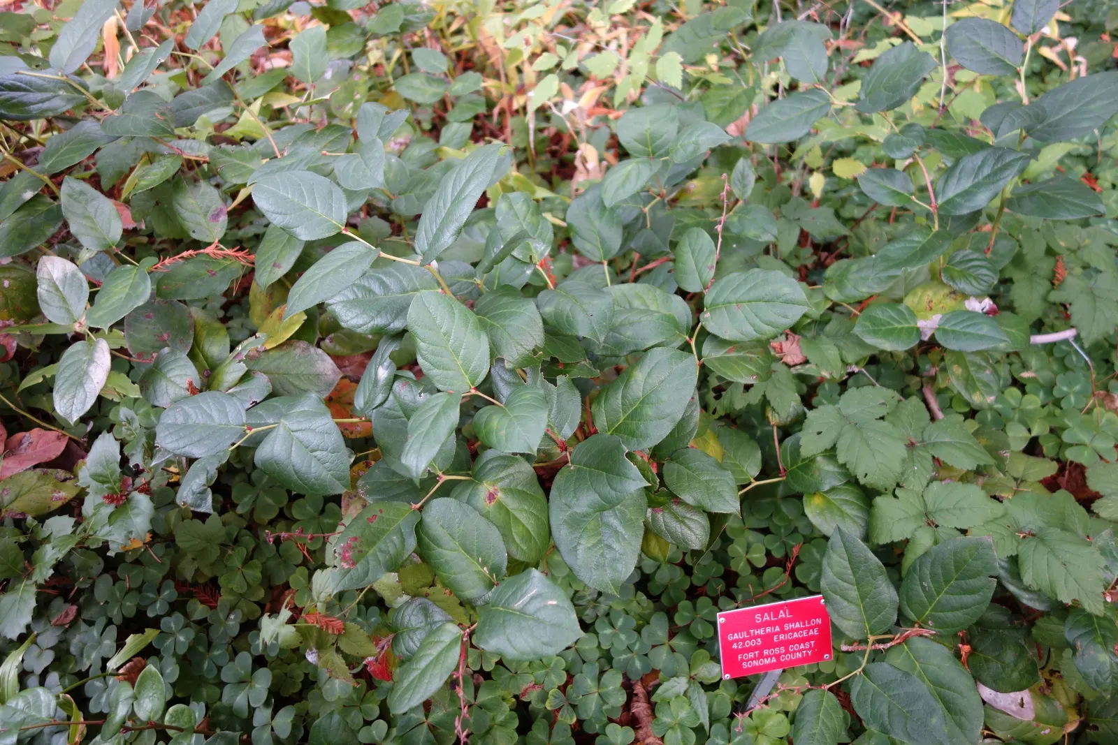 Salal (Gaultheria Shallon) — which can grow up to 5 inches long