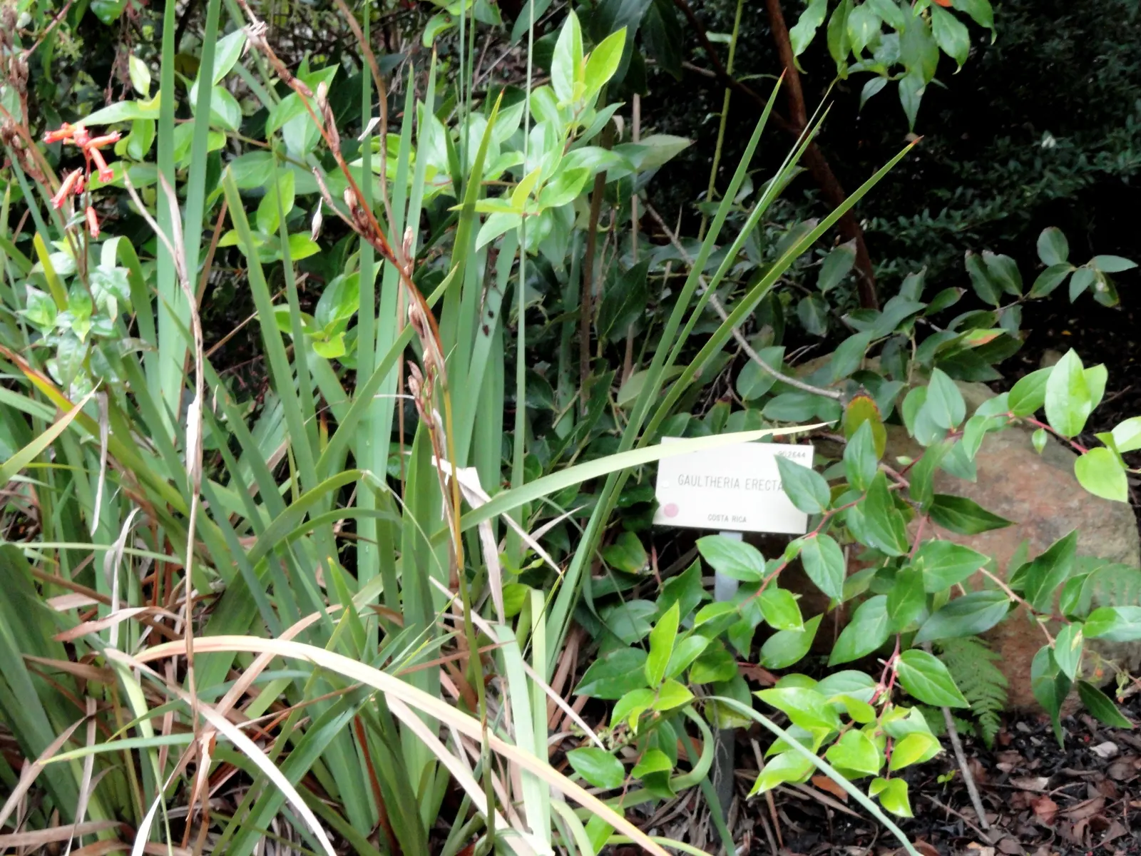 Salal (Gaultheria Shallon) — ranging in color from white to pale pink