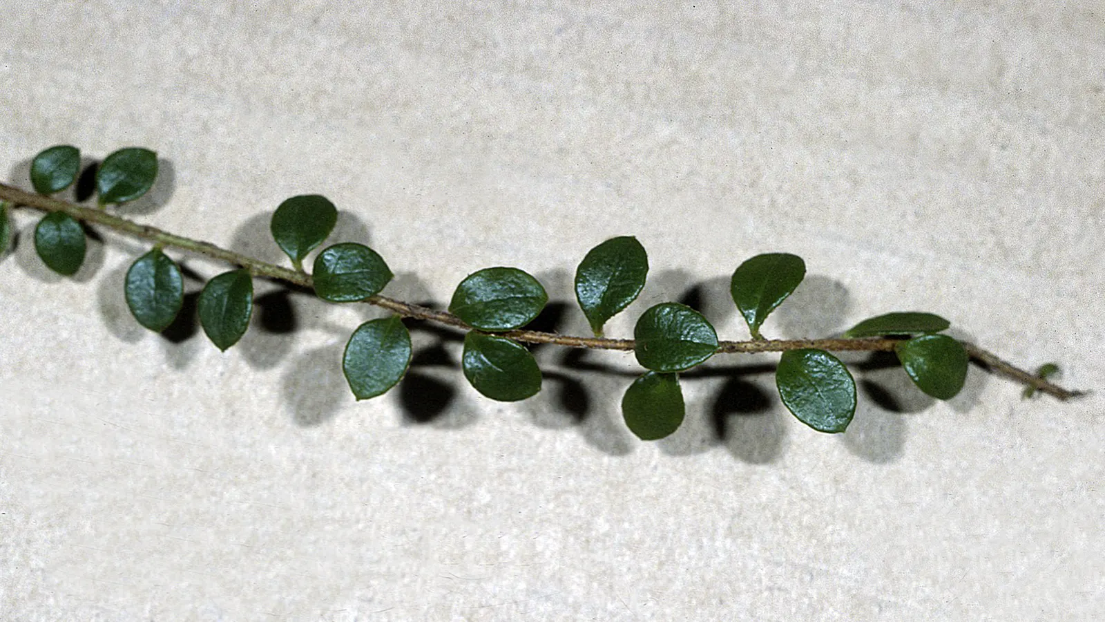 Salal (Gaultheria Shallon) — this versatile plant thrives in a variety of lighting conditions; offering low-maintenance ground cover and year-round, image 80