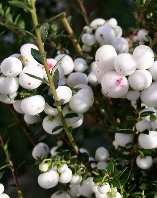 Salal (Gaultheria Shallon) — pink flowers in the garden